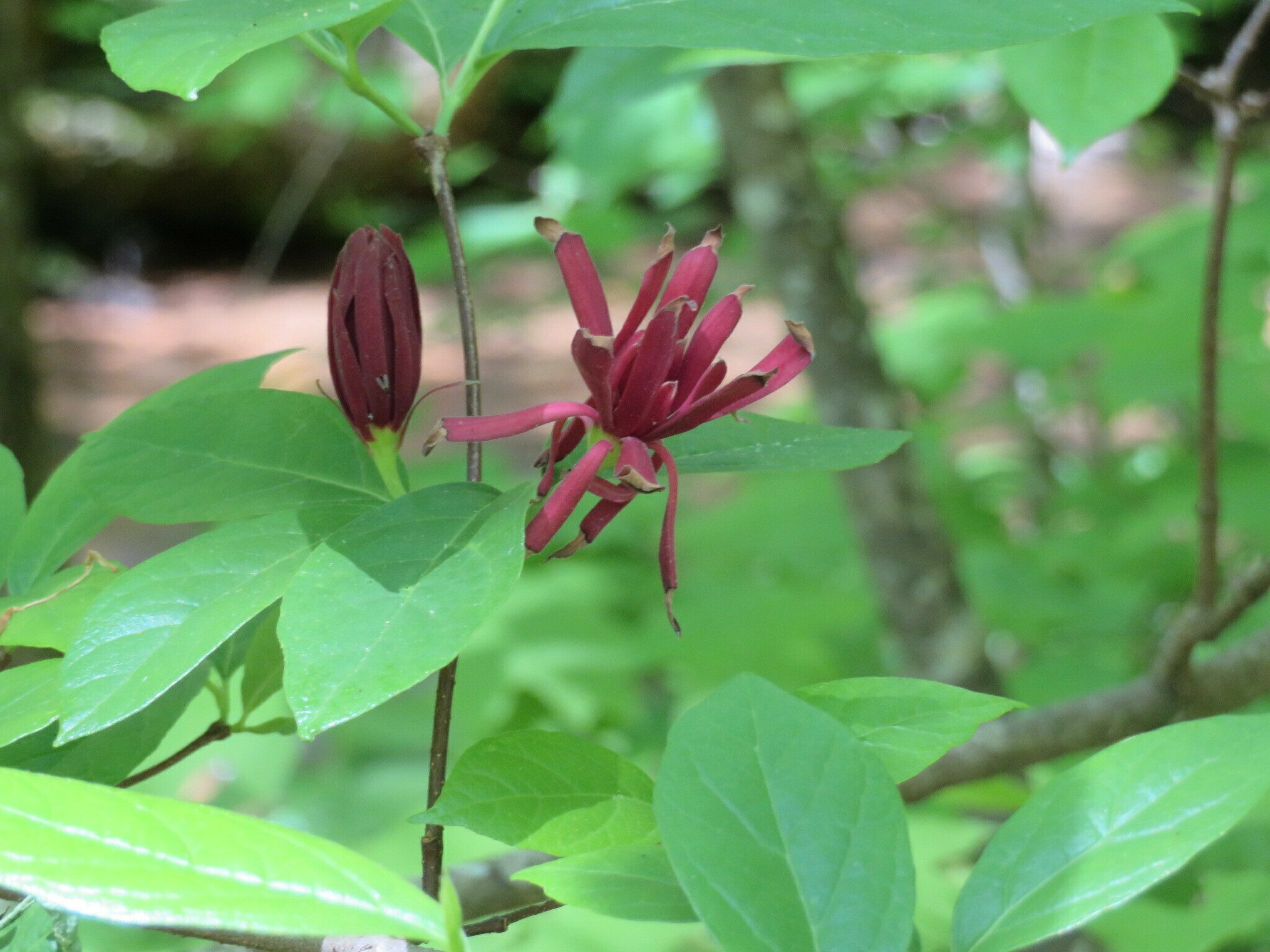 Native Sweet shrubs like wet areas and bloom for a long time.