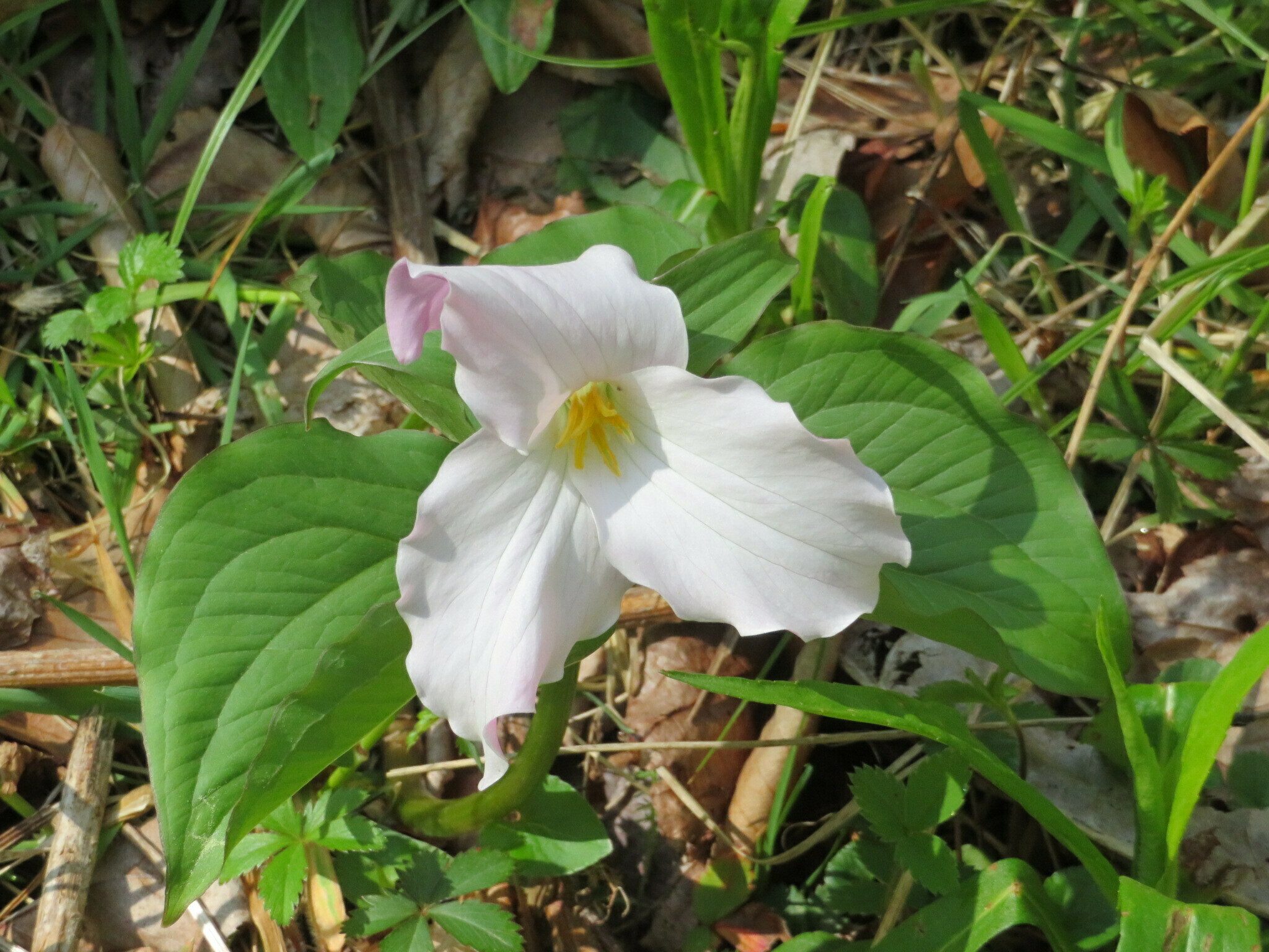 Just one example of the hundreds of White trillium (Trillium grandiflorum) we saw today.