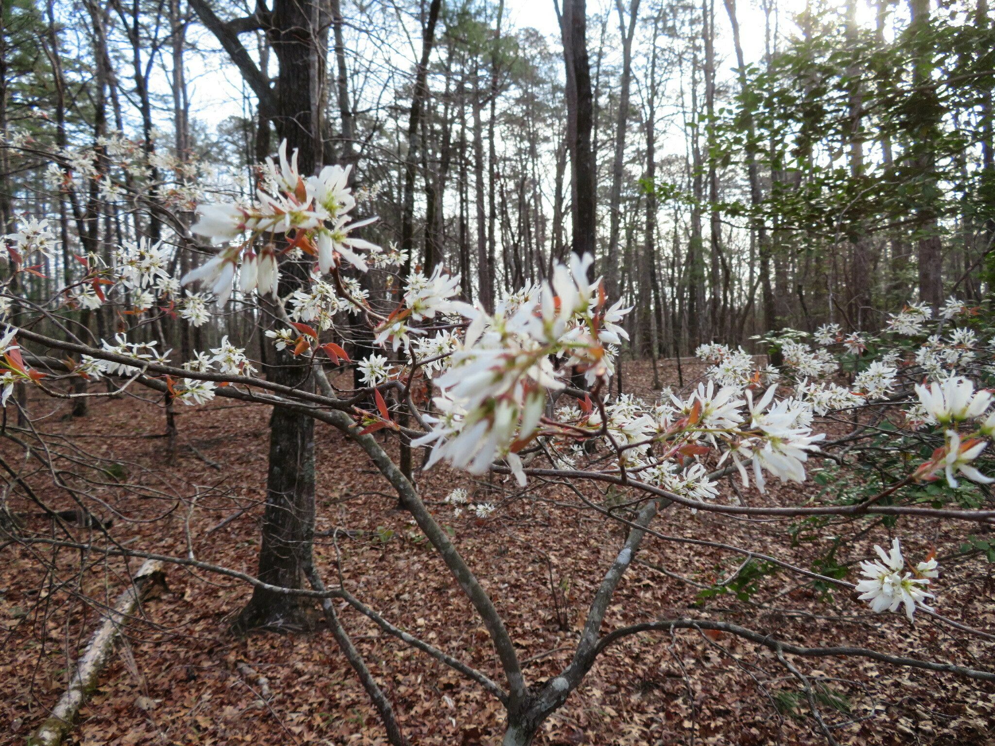 A single Serviceberry tree (Amelanchier canadensis) seen at the start of the hike.