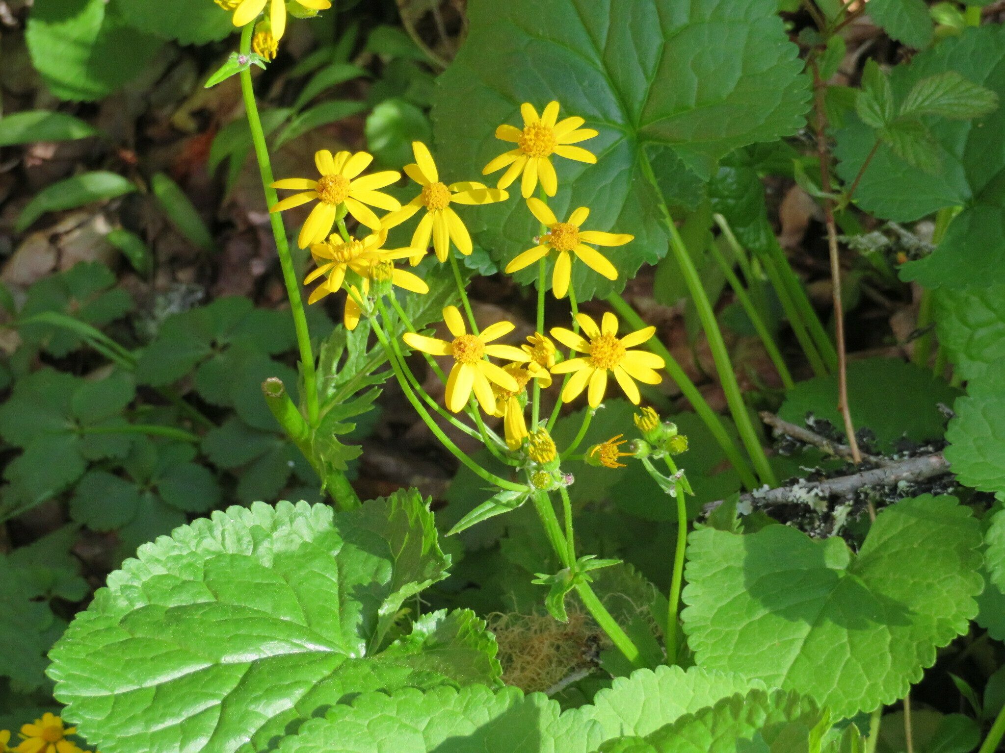 Golden Ragwort (Senecio aureus)
