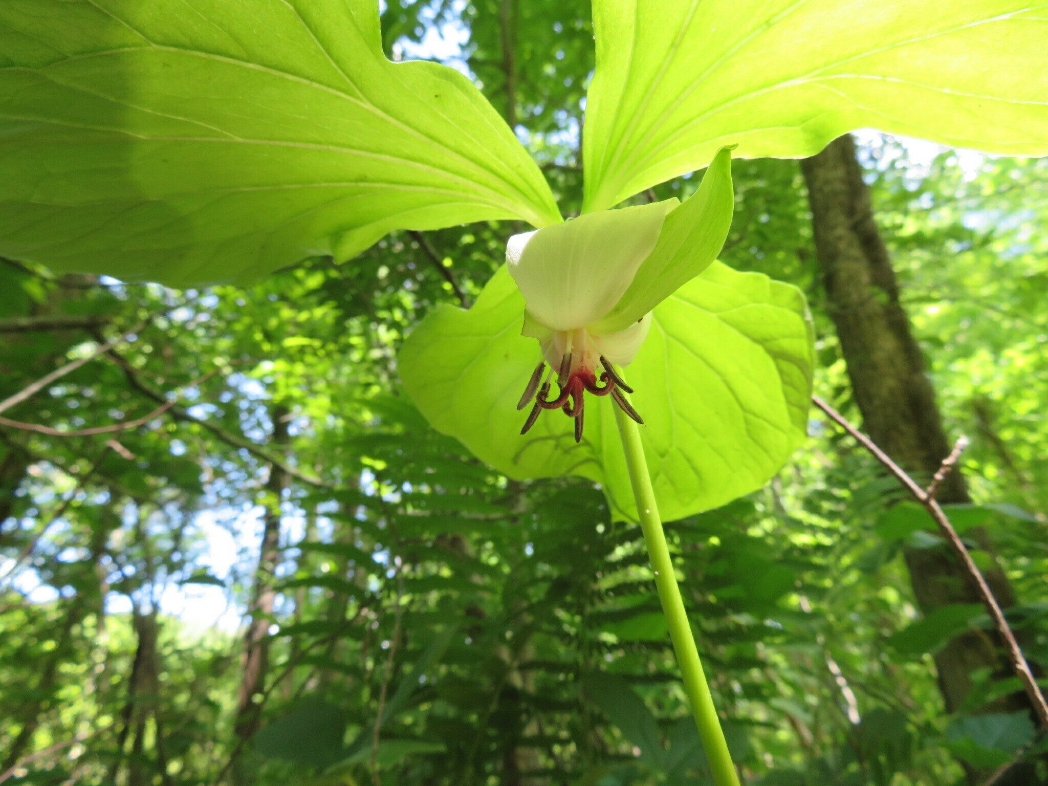 Perhaps one of the best finds today was this single Nodding Trillium (Trillium rugelii) .