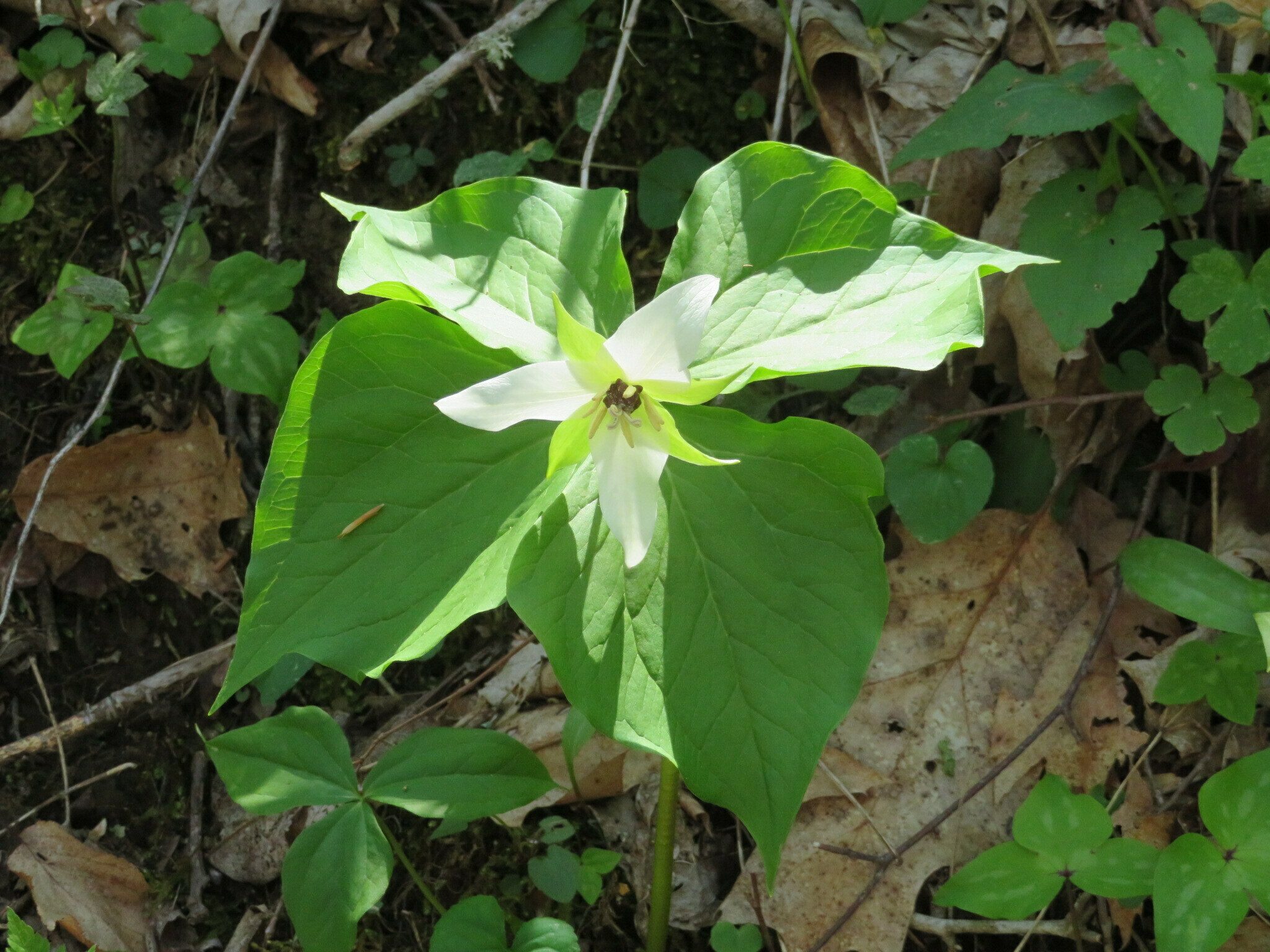 Red trillium (Trillium erectum) with white petals.