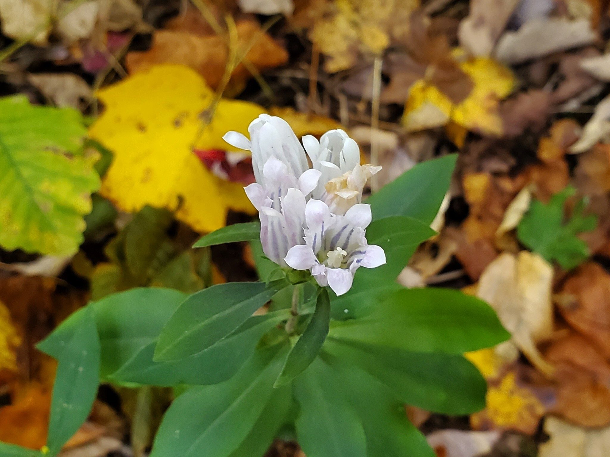 We saw just a couple of Gentians along the Tennessee Rock Trail.