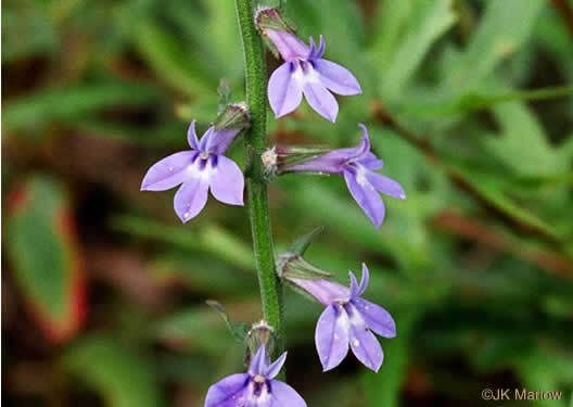 Oops! Almost forgot the numerous examples of Downy lobelia.