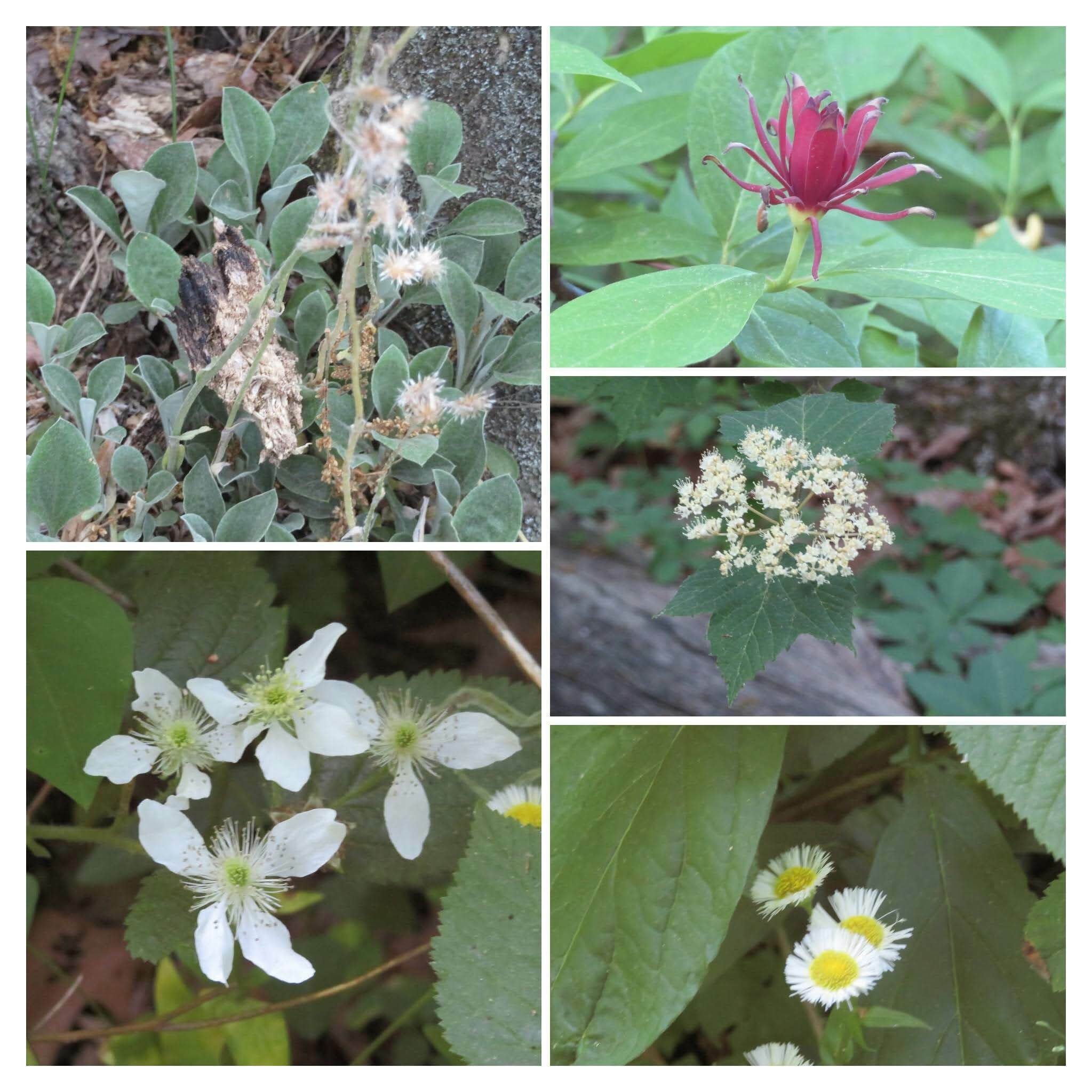 Upper left clockwise: Pussytoes, Sweet shrub, Maple-leaf viburnum, Daisy fleebane, Blackberry.