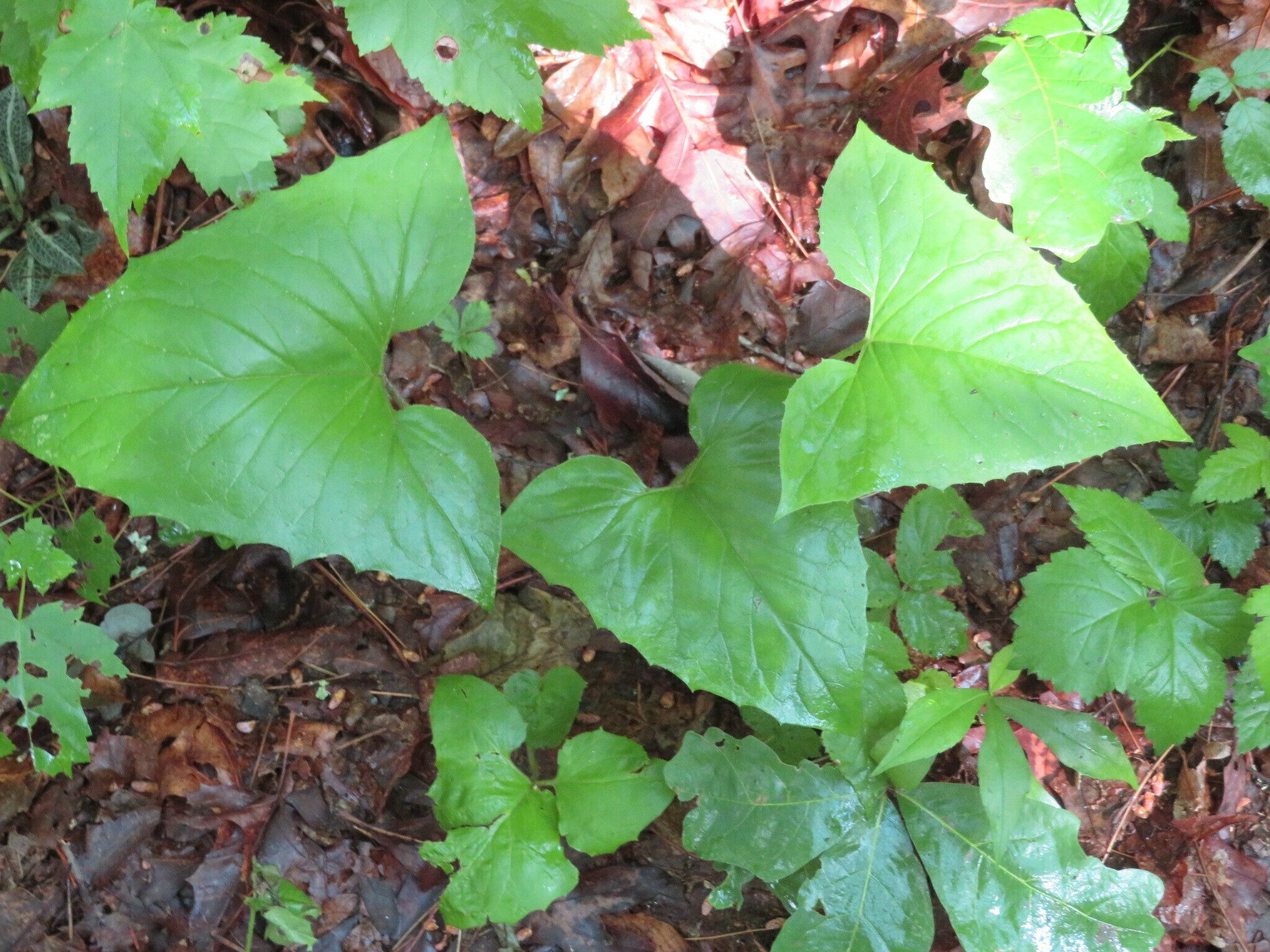 Mystery plant #4: Anyone?