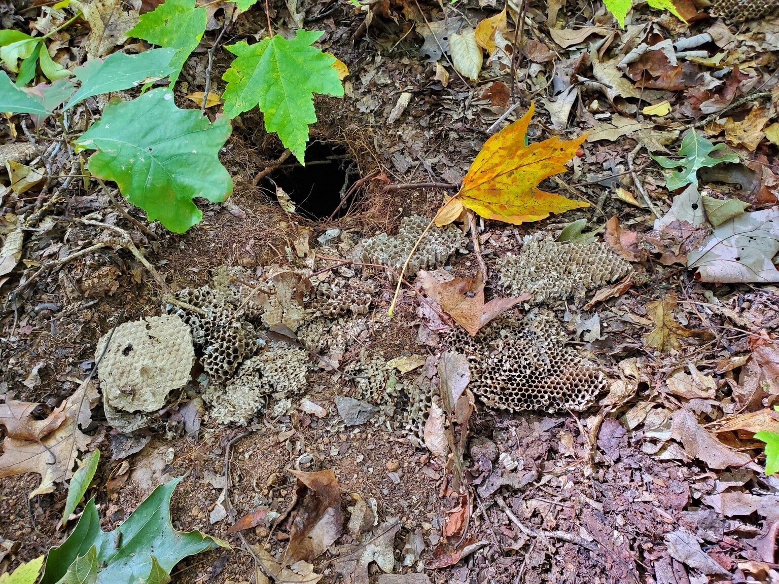 Almost forgot . . . Beth McDonald spotted this scattered remains of a yellow jacket nest dug out, she suggests, by a Bulldog . . . no a Skunk.