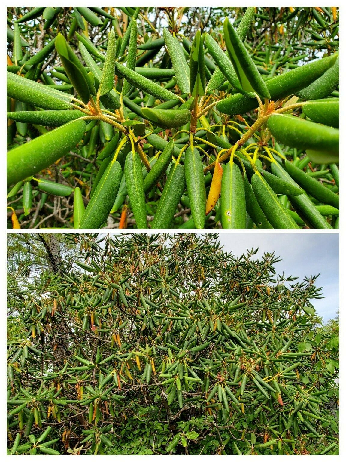 It was really dry near the peak of Scaly Mtn.   Just look at the Rhododendron leaves curling.