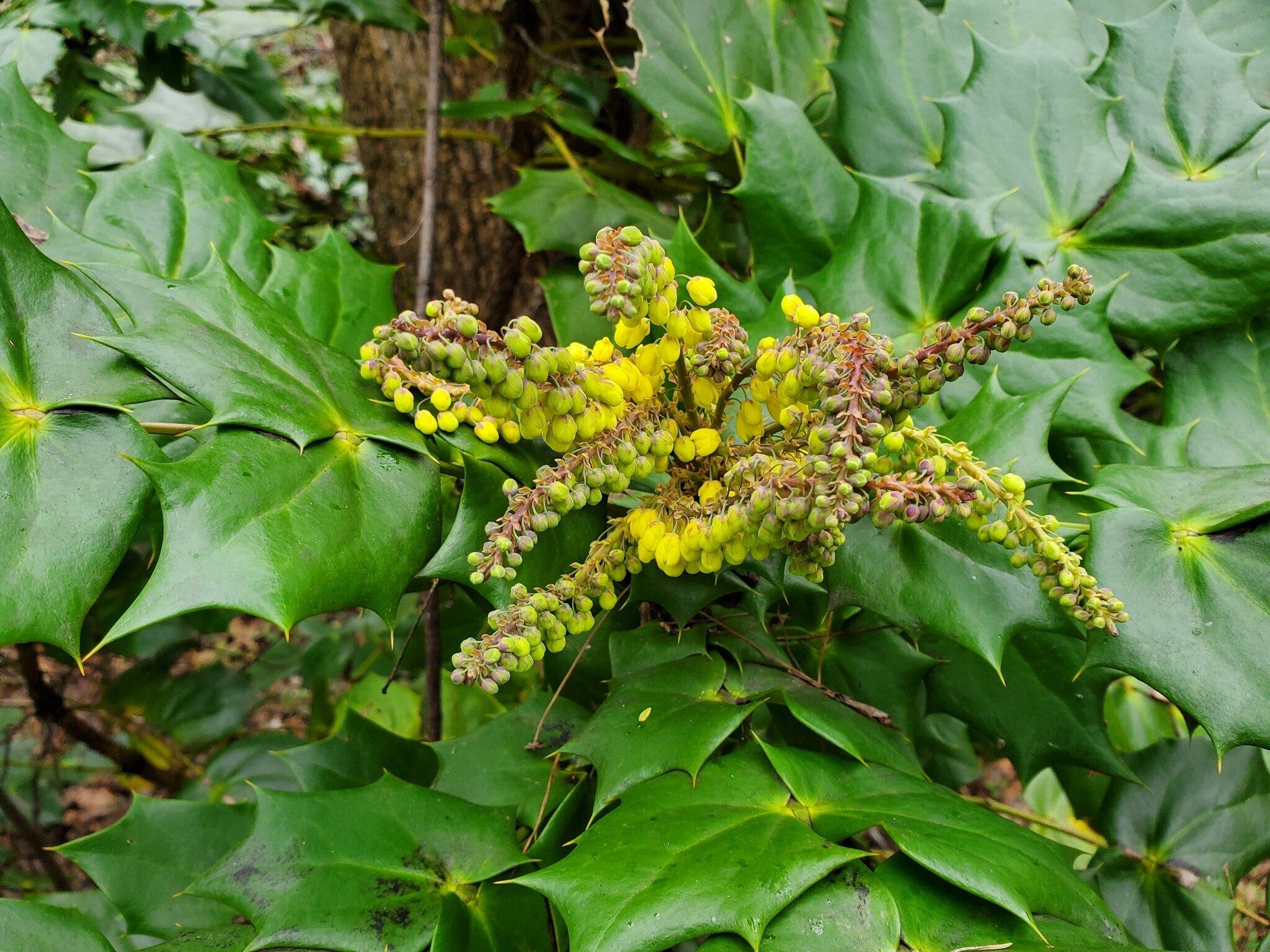 Leatherleaf Mahonia.  There is something blooming in the winter!