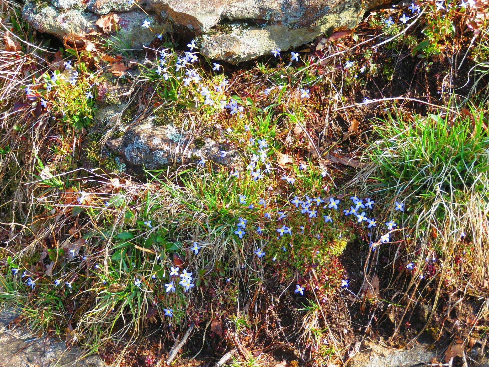 A nice patch of bluets along the trails tucked under one of the rocks.