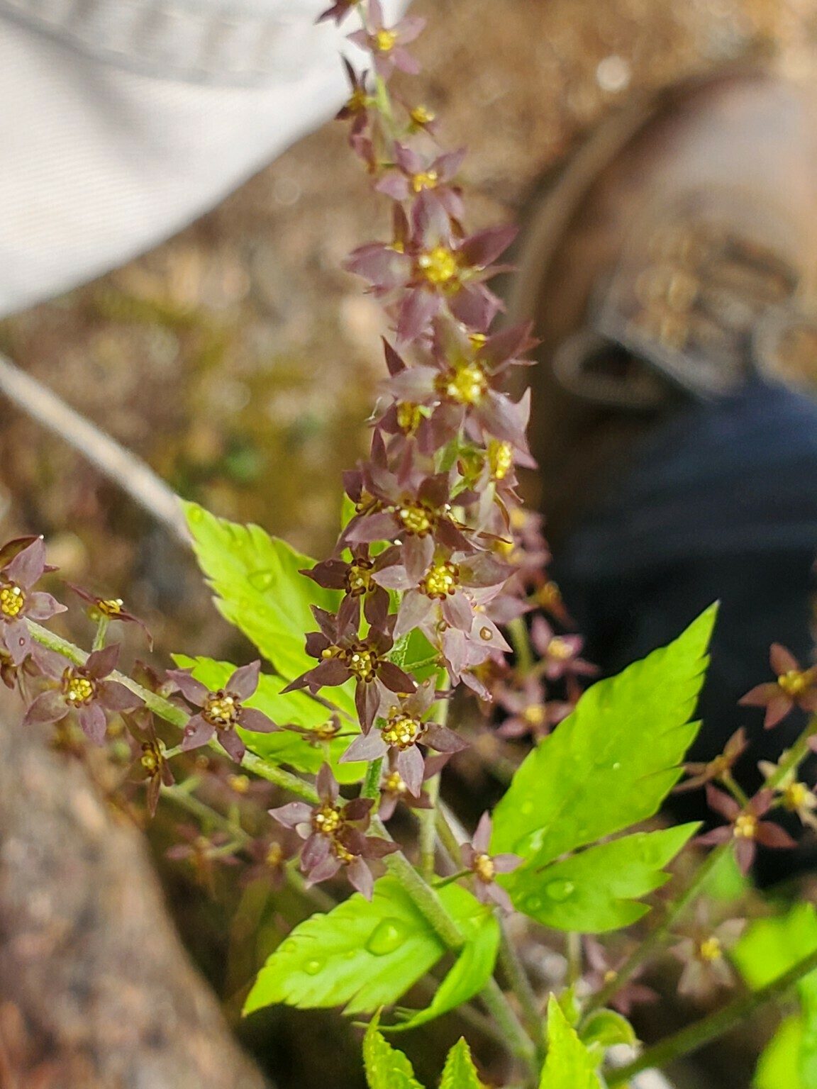 Yellowroot (Xanthorhiza simplicissima) on the banks of the Chattooga near Long Creek Falls.