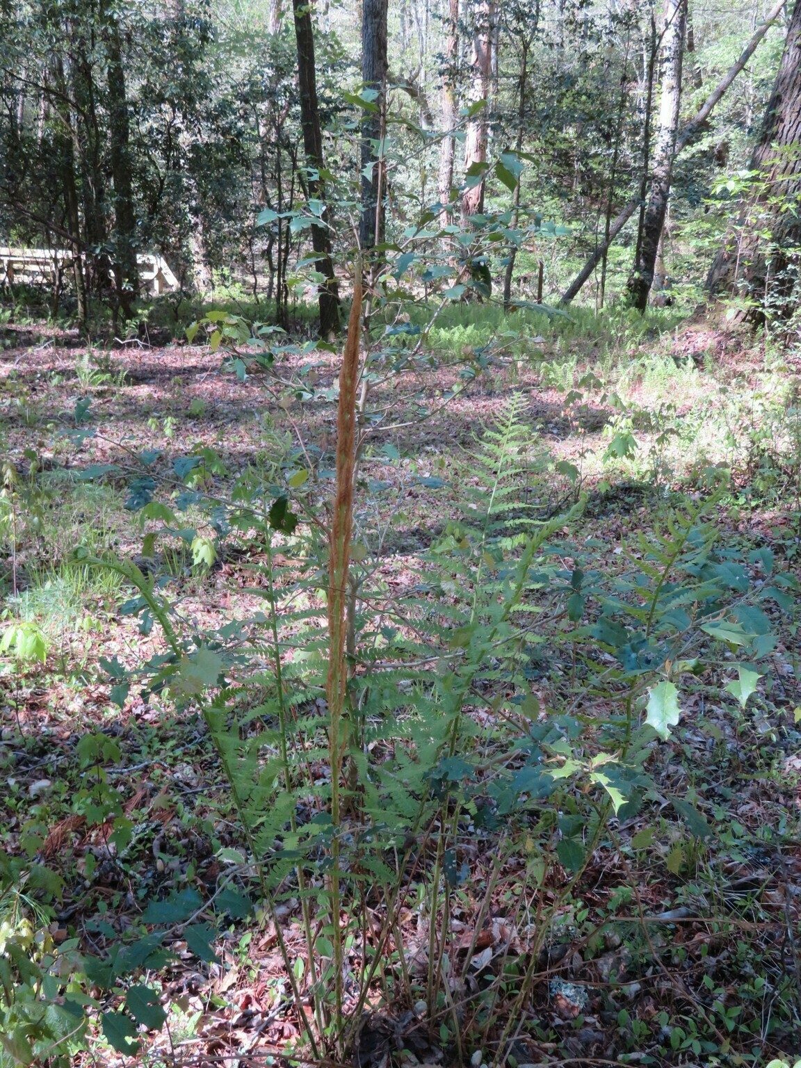 The large Cinnamon fern we always see just off this trail.
