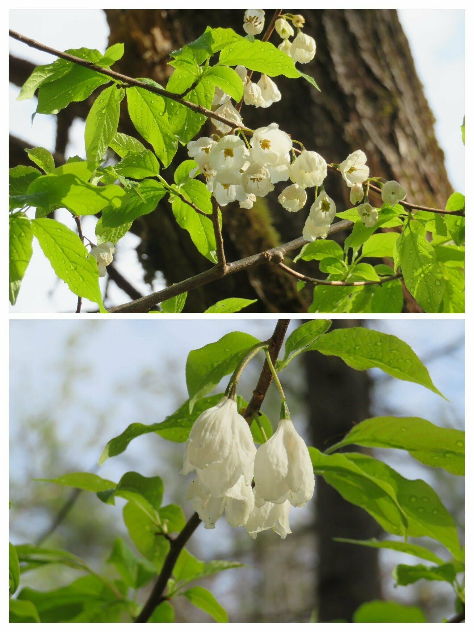 Carolina Silverbell (Halesia carolina)