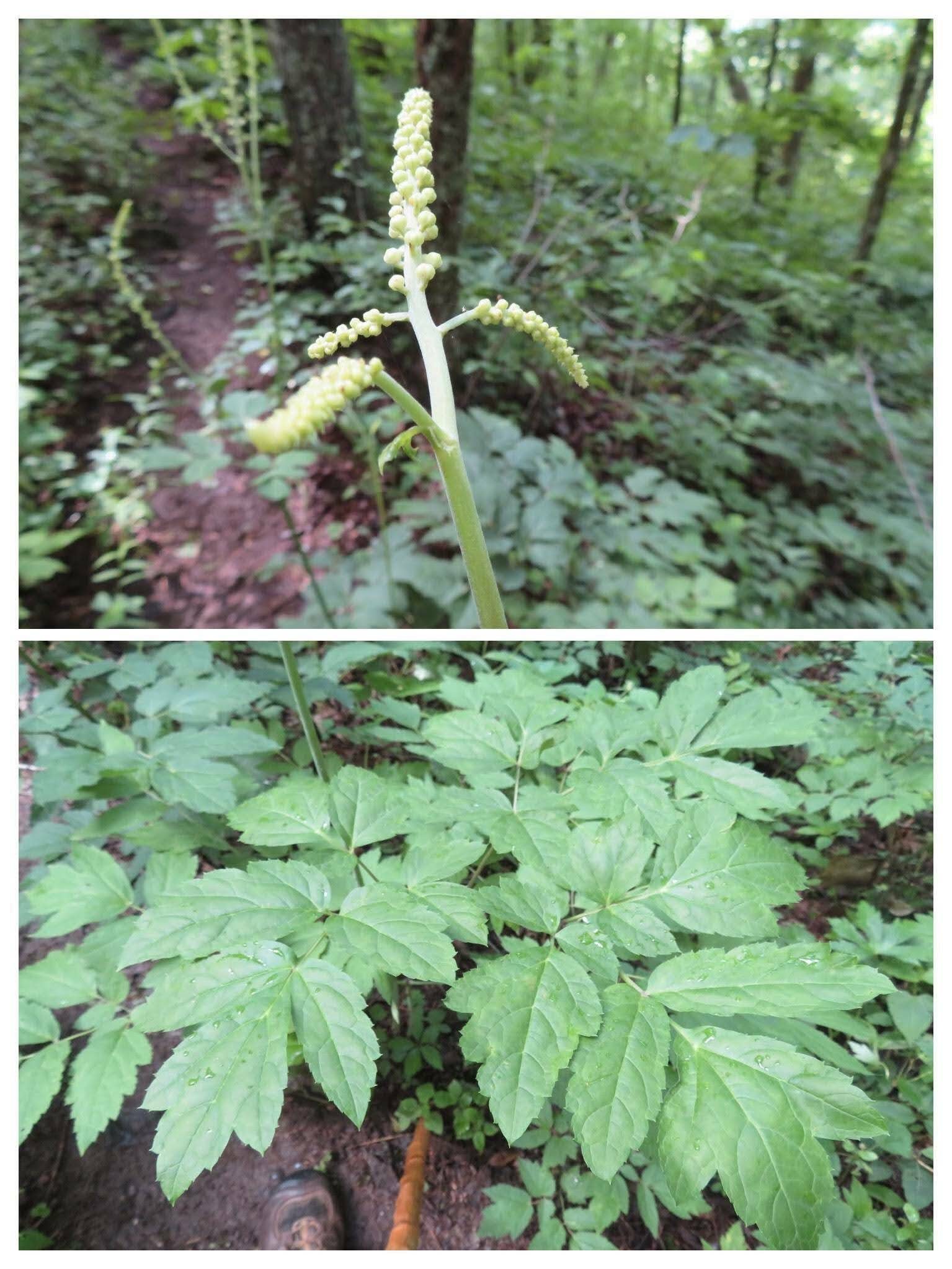 Goat's Beard budding up . . . I think?