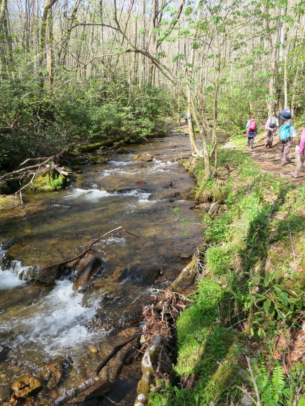 The trail takes us along Kimsey Creek, not a large creek, but still quite pretty.