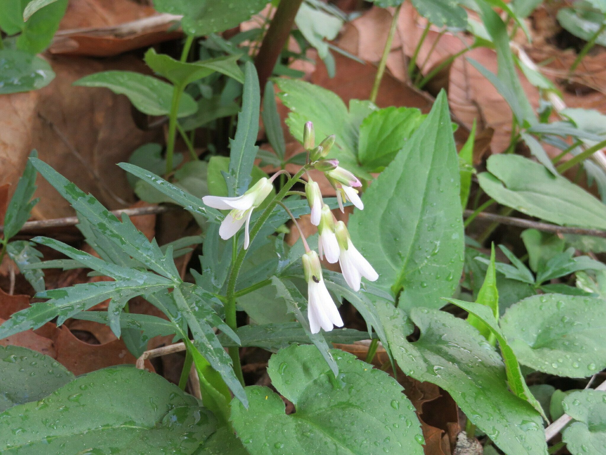 Cut-leaved Toothwort (Cardamine laciniata)