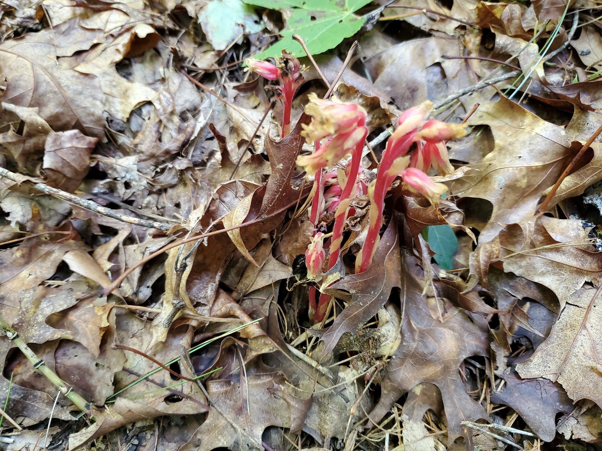 Ray was happy to see this Pinesap again.