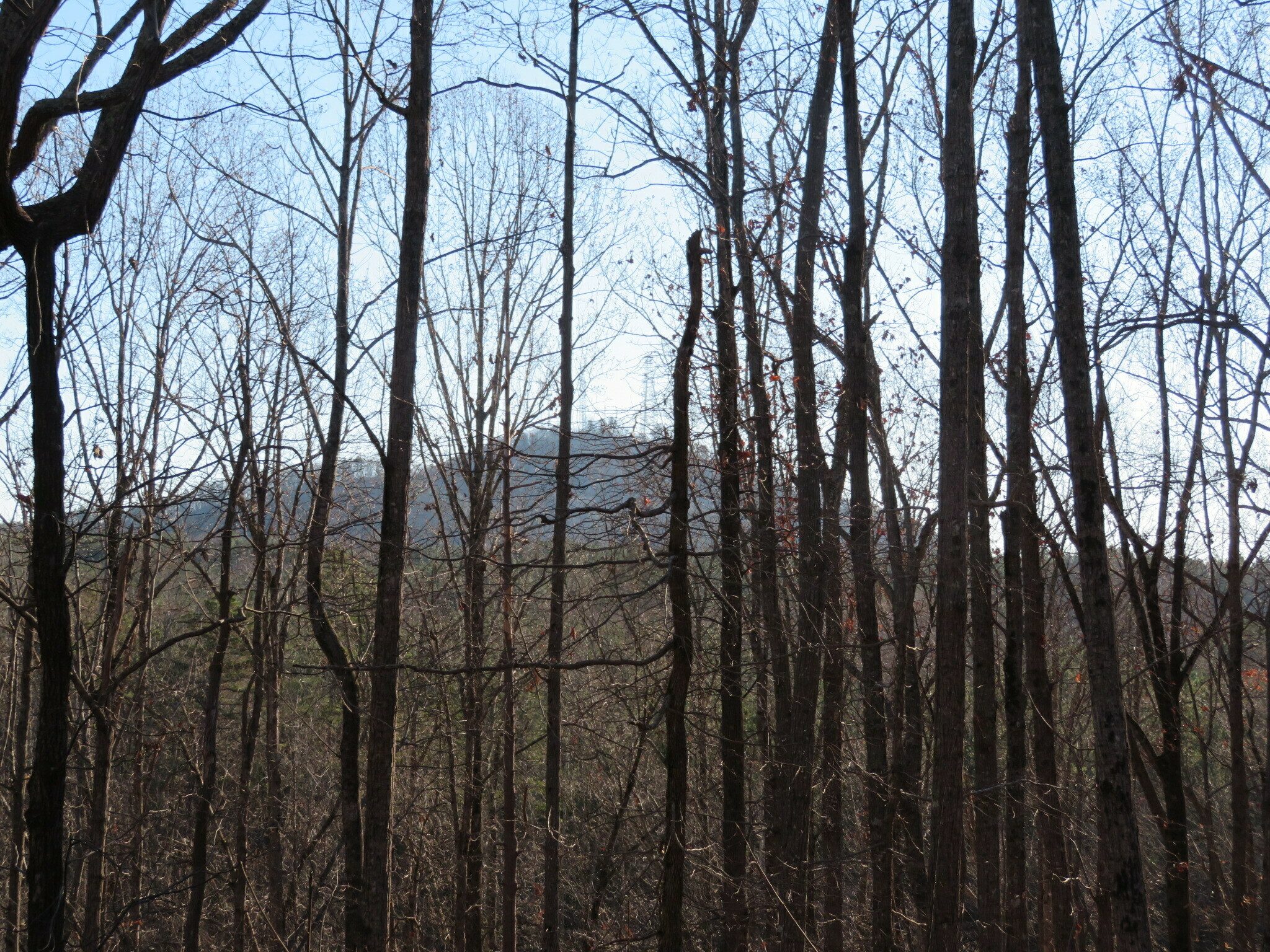 A view of Currahee Mountain from the trail.