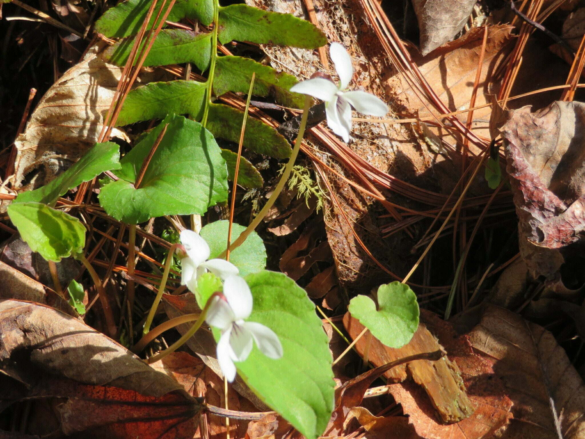 White Violet (Viola blanda)