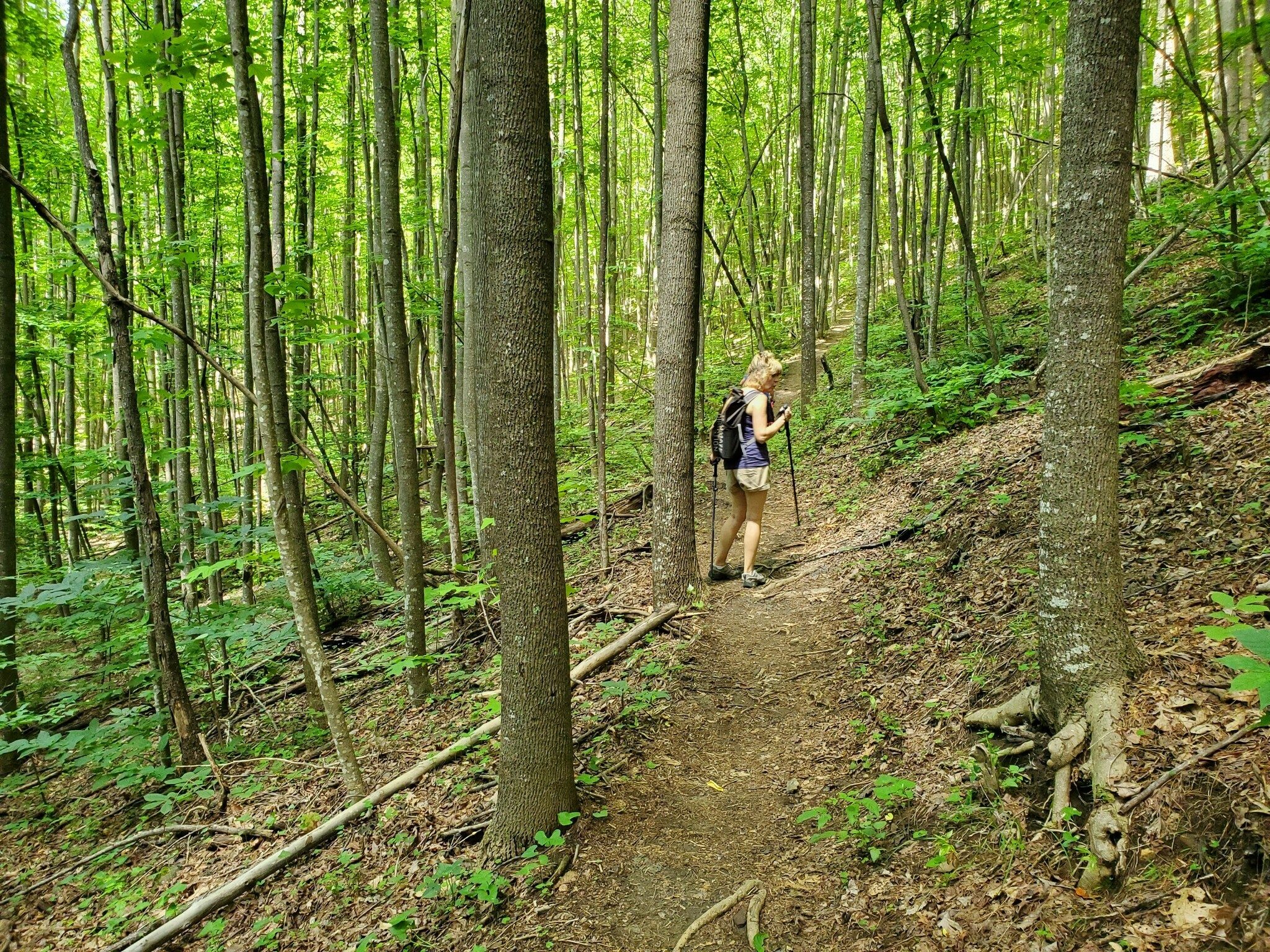 A distinctive change in the forest half way up Pinnacle Knob.