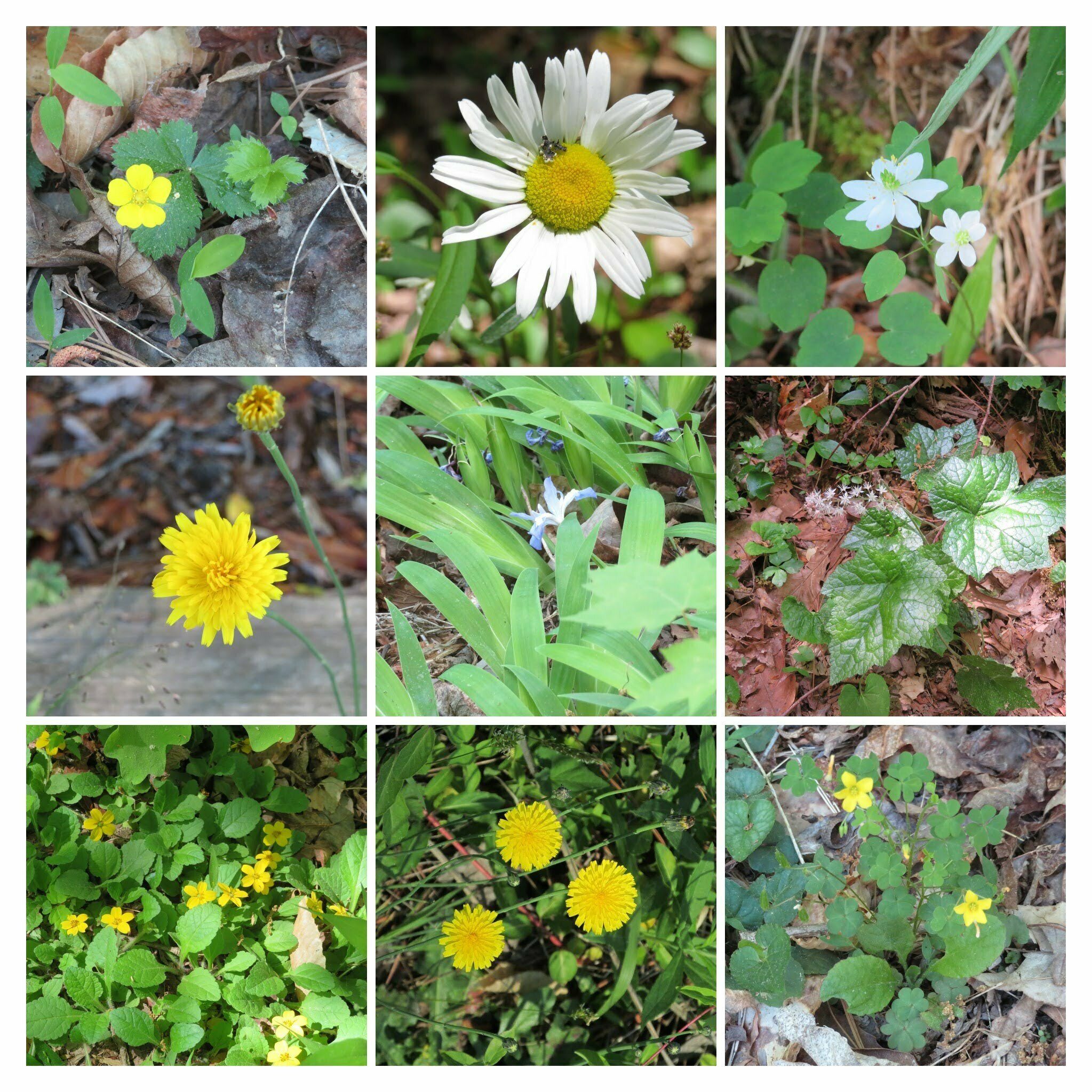 Lots of other small wildflowers in bloom.