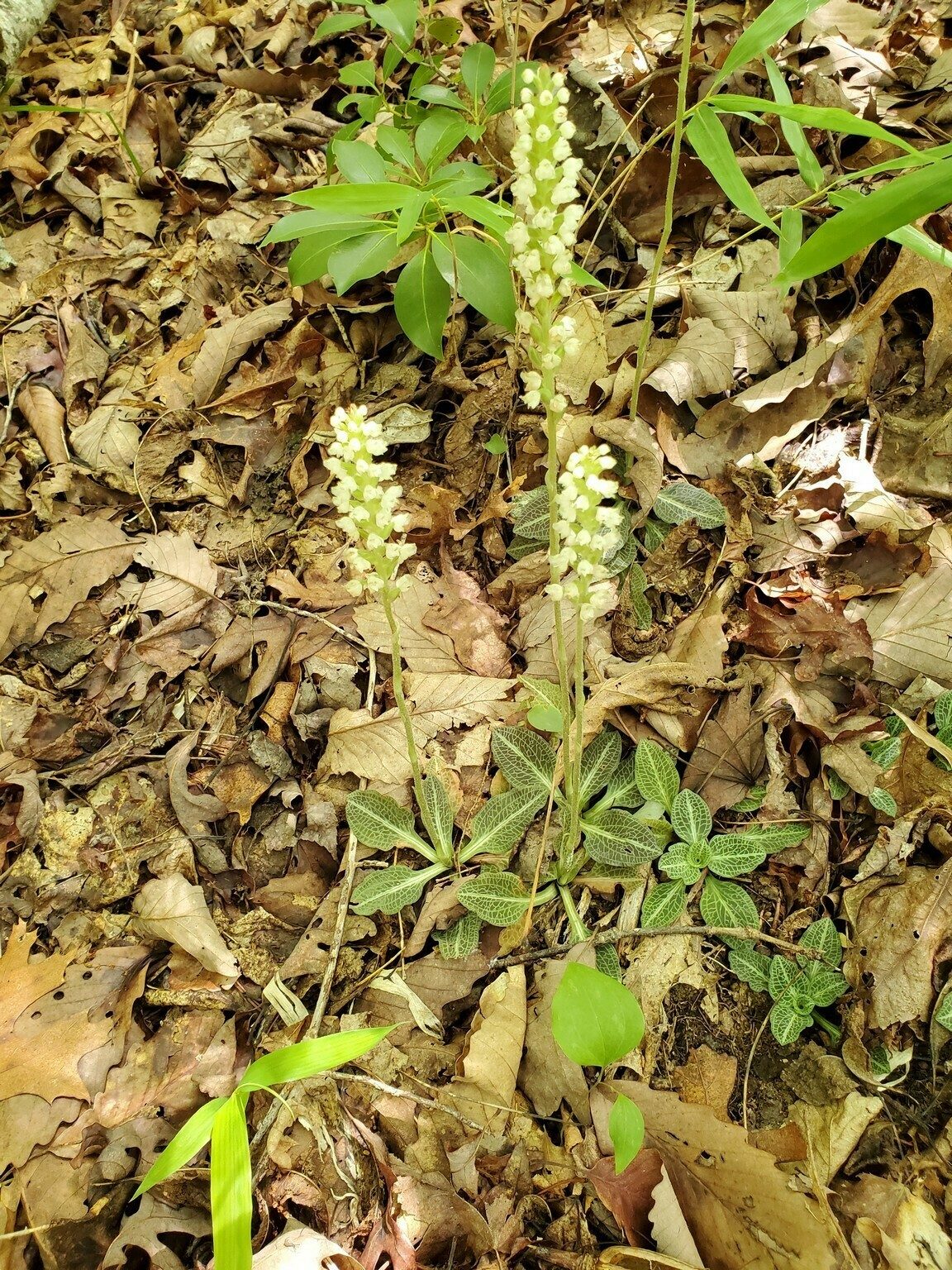 This was a really nice example of Downy rattlesnake plantain.
