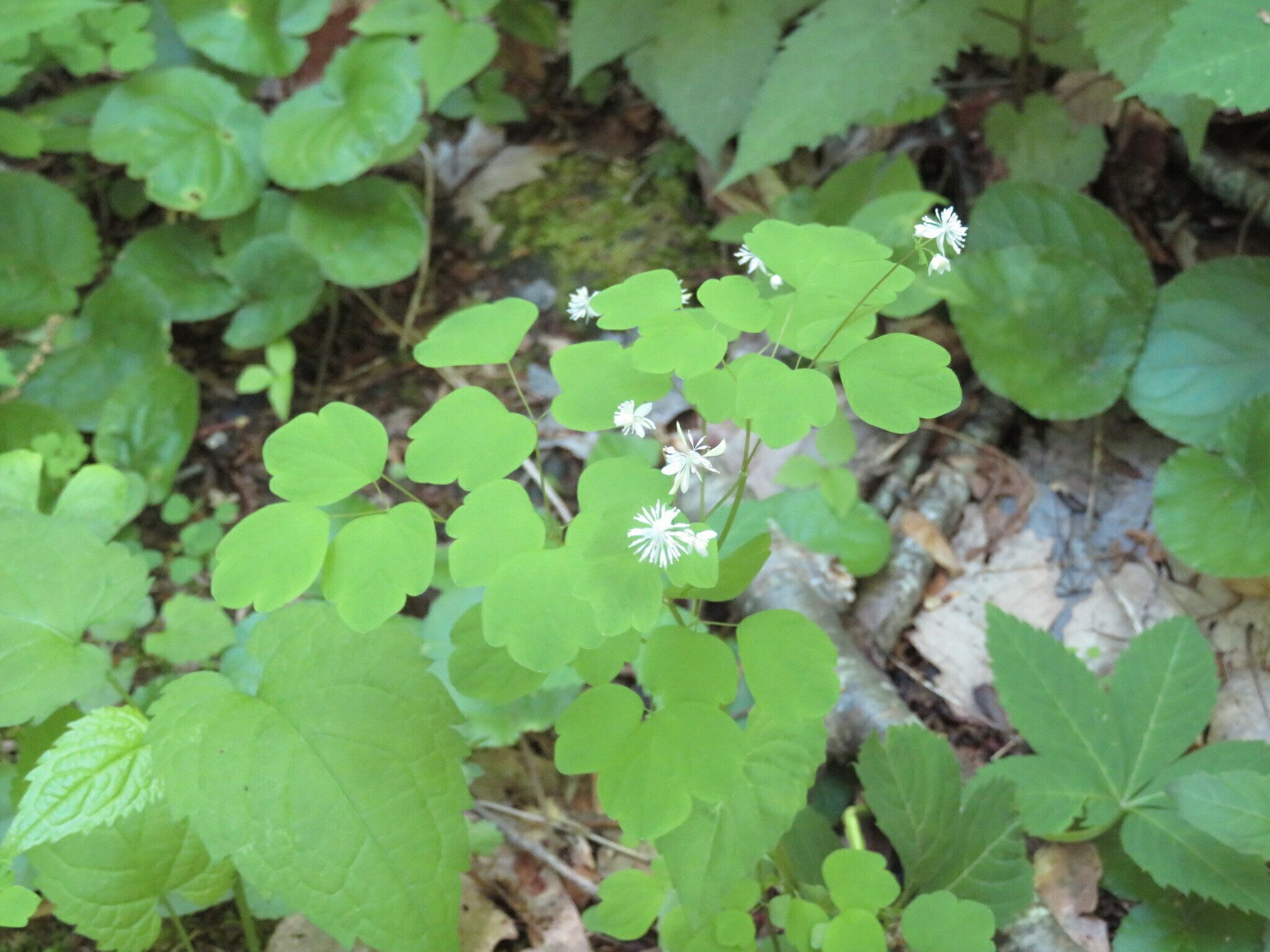 Meadow Rue (Thalictrum pubescens)