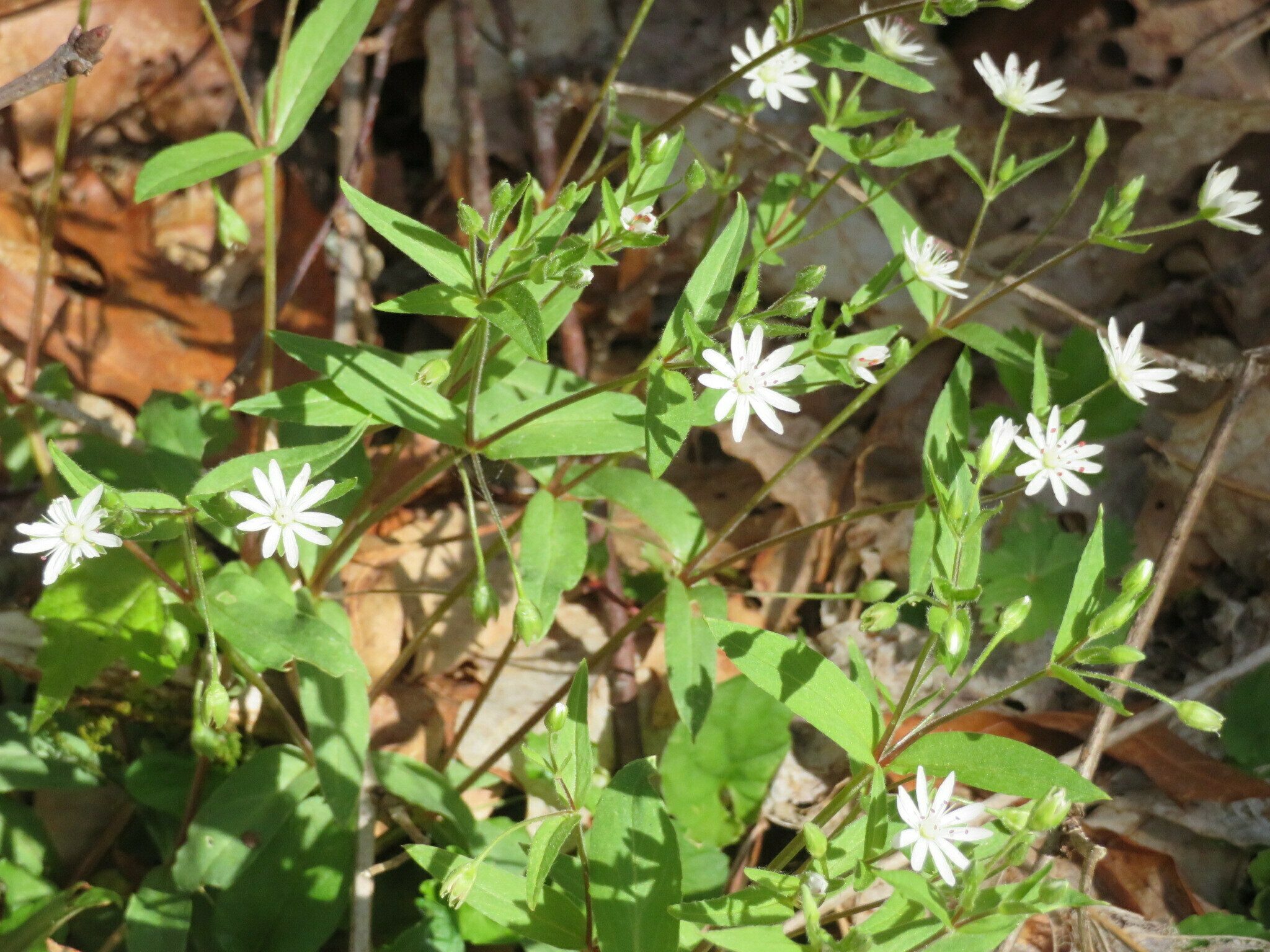 Star Chickweed (Stellaria pubera)