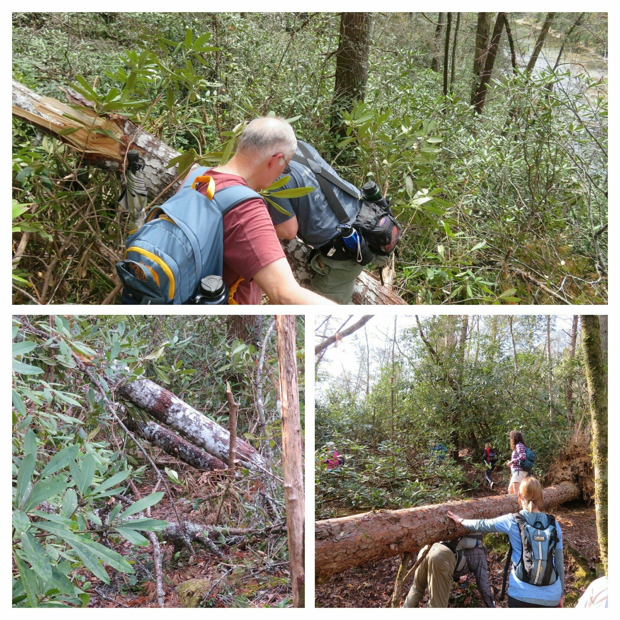 Blow-downs along the first part of the trail!  Thought we would never get through them.