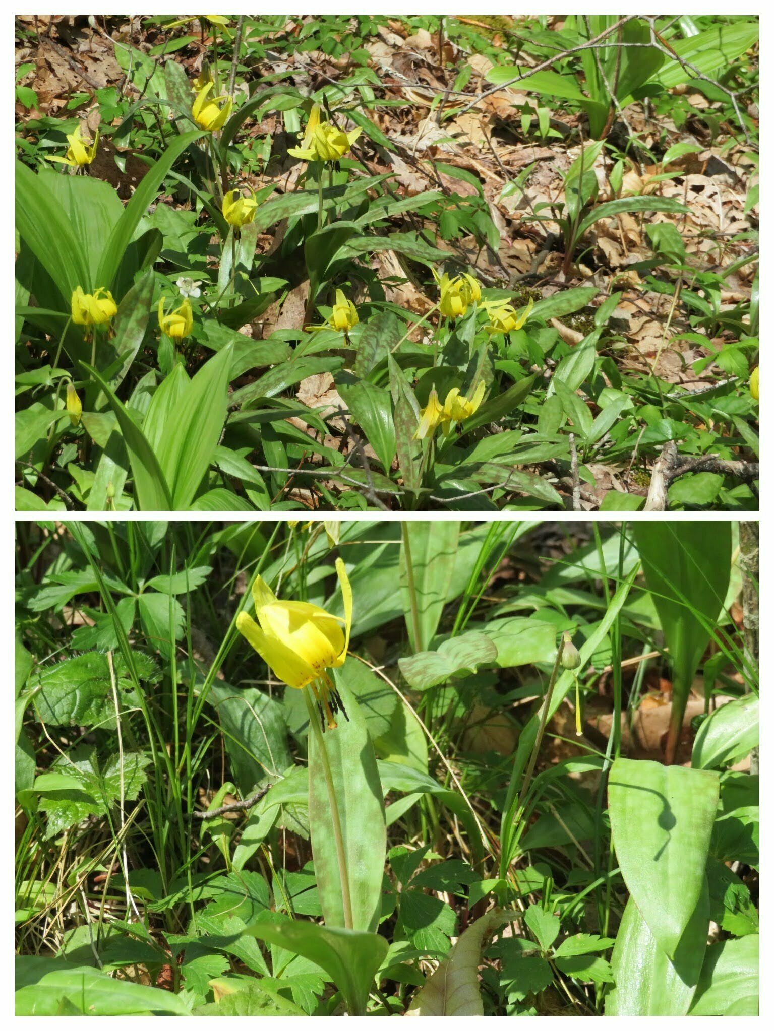 Trout Lily (Erythronium americanum)