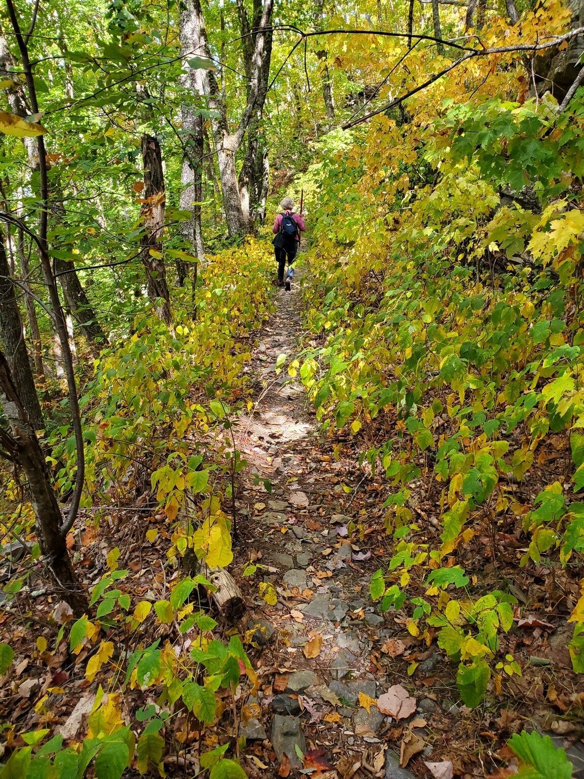 Beth McDonald walking through Poison Ivy Alley.