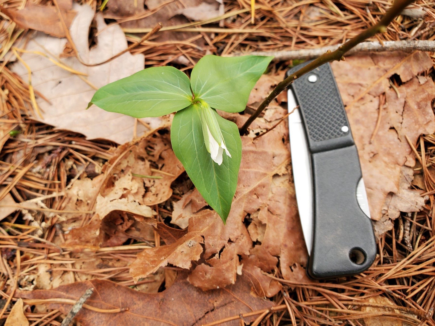 An  endangered Persistent Trillium spotted by Ray along the trail only measuring ~ 2.5 inches across.  A rare find that Ray is still smiling about.