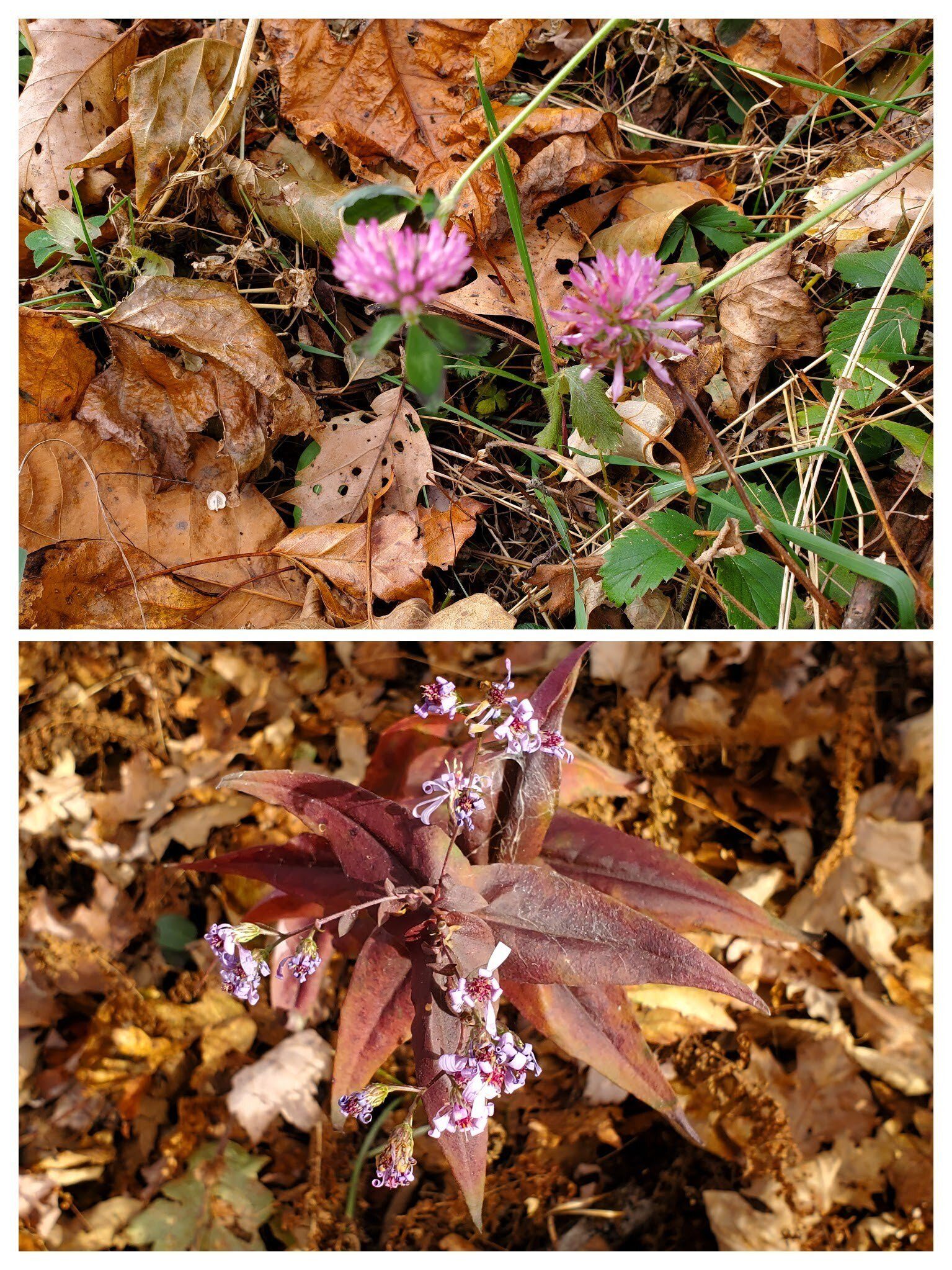 About the only wildflowers seen today.