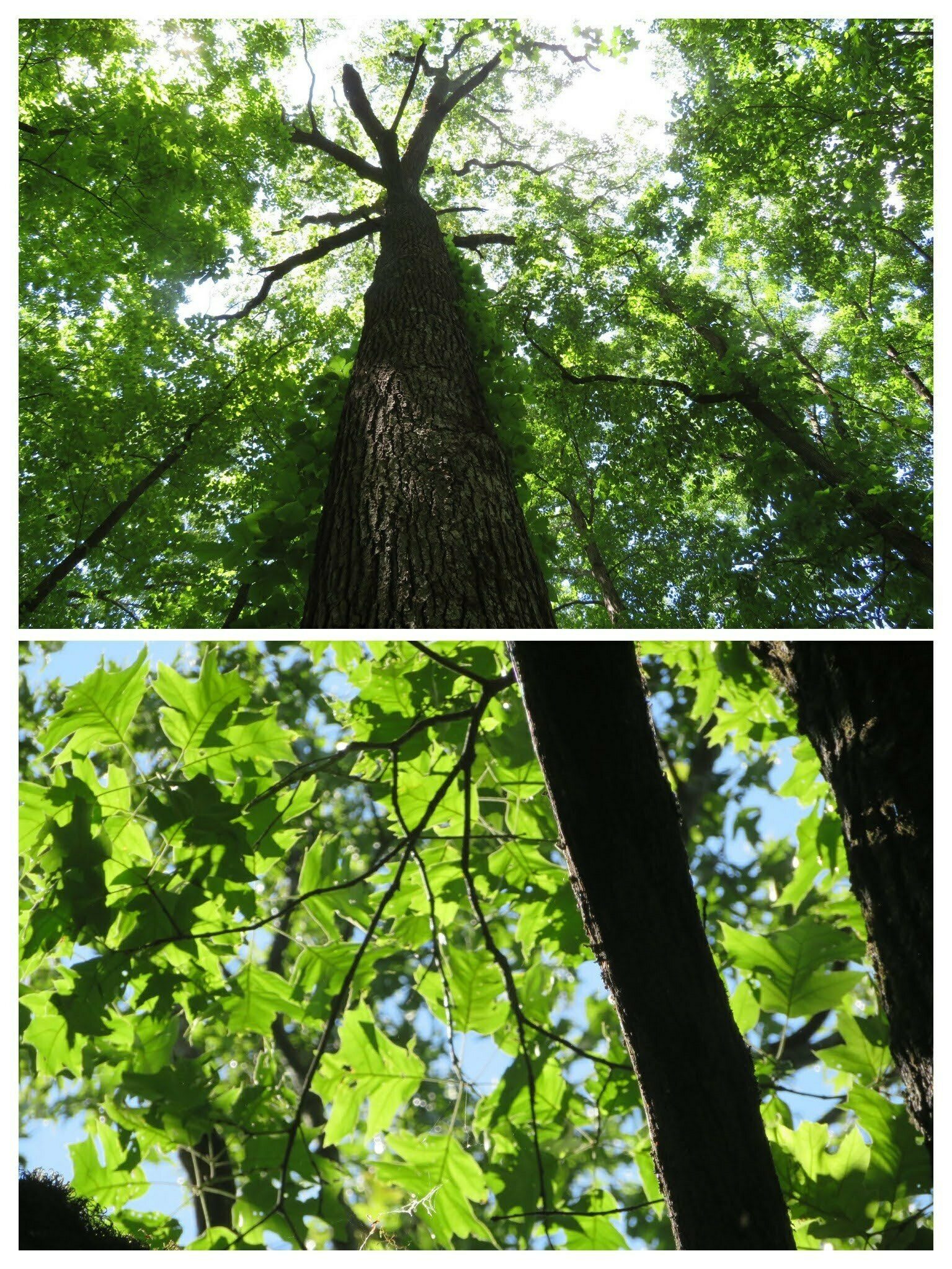 A very large oak tree just off the trail.  We think perhaps Red oak . . . any guesses?