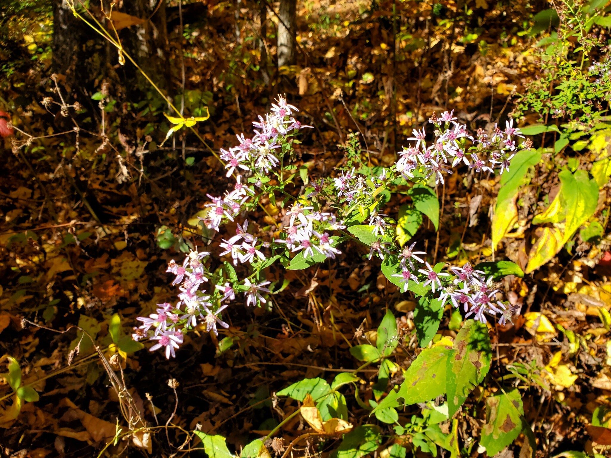 Mostly these late season Wood Asters were the common flowers along this trail.