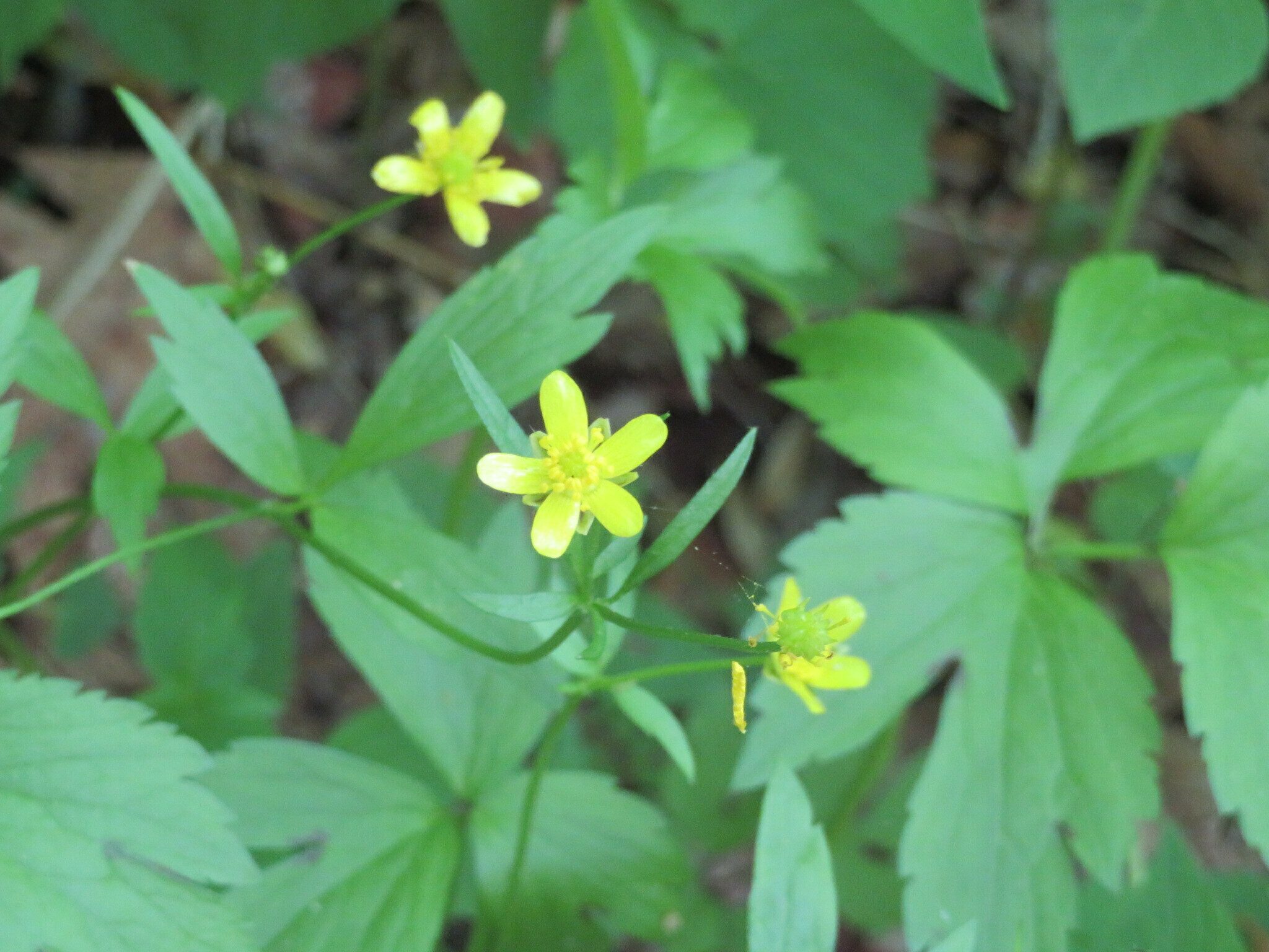 Bristly Buttercup, (Ranunculus hispidus)