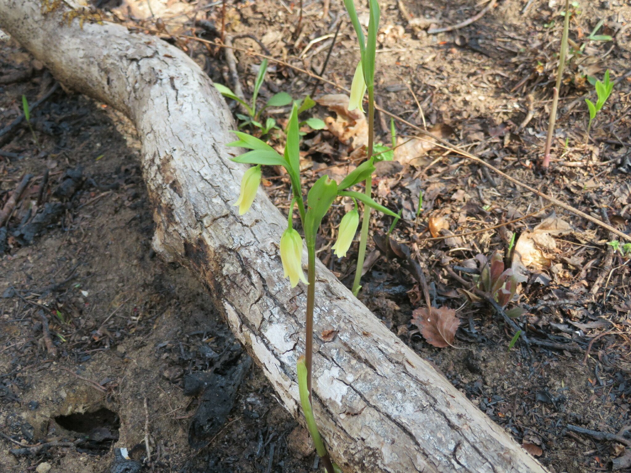 Large-flowered bellwort (Uvularia grandiflora)