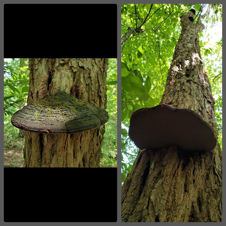 This black fungi growing at intervals up this tree.