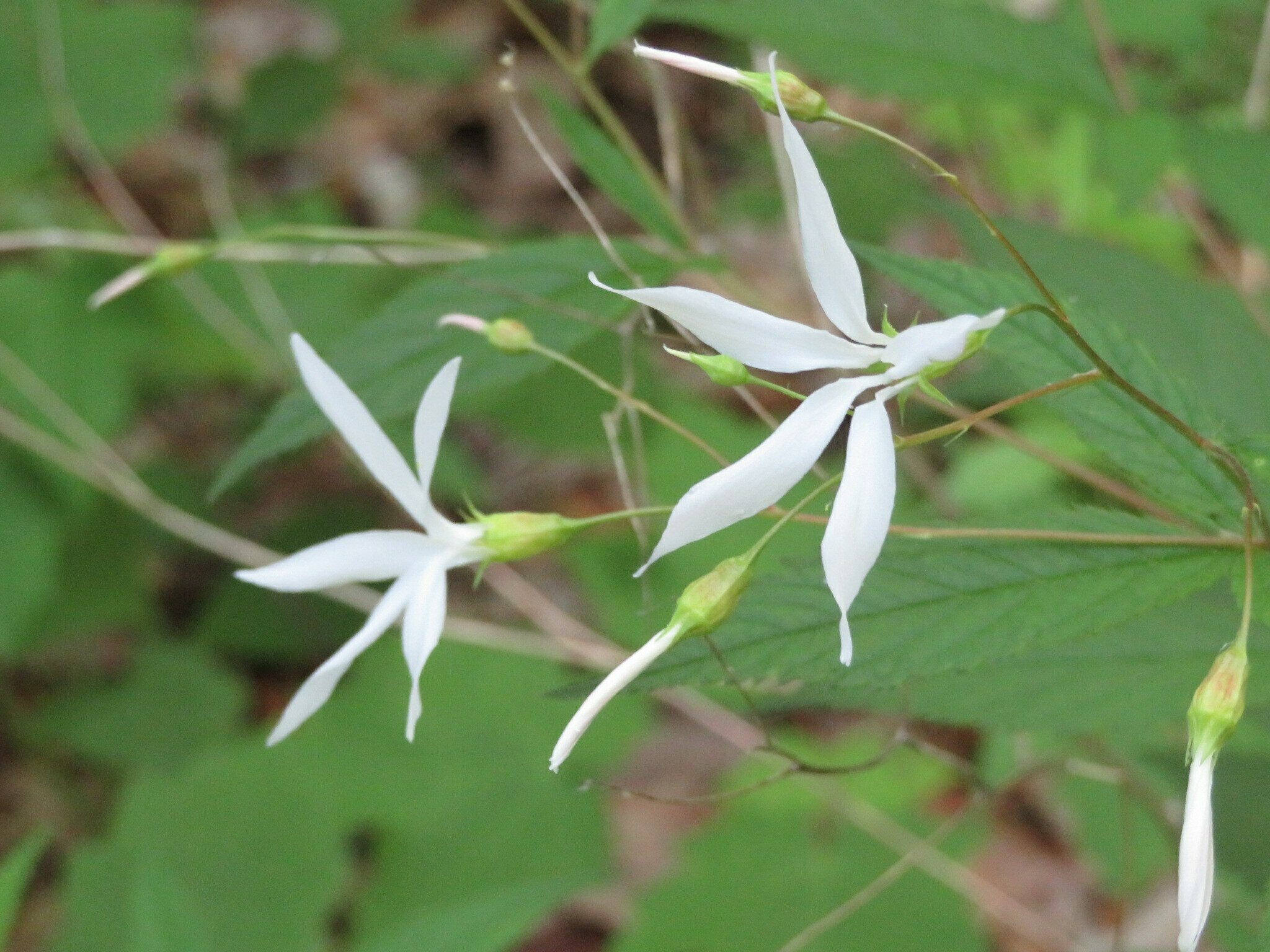 Bowman's root (Gillenia trifoliata)