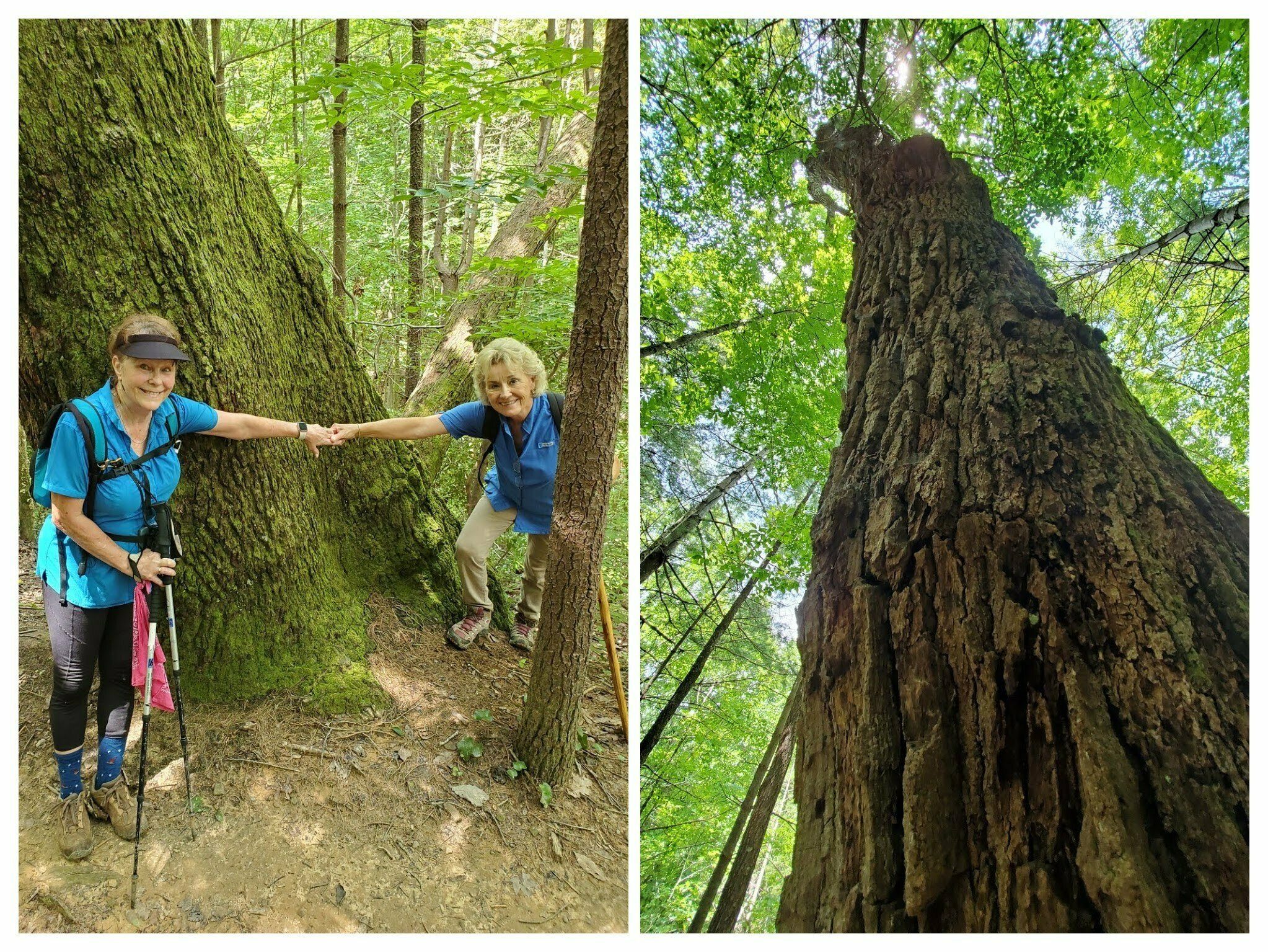 Renee and Beth demonstrating the wide girth of this tree.
