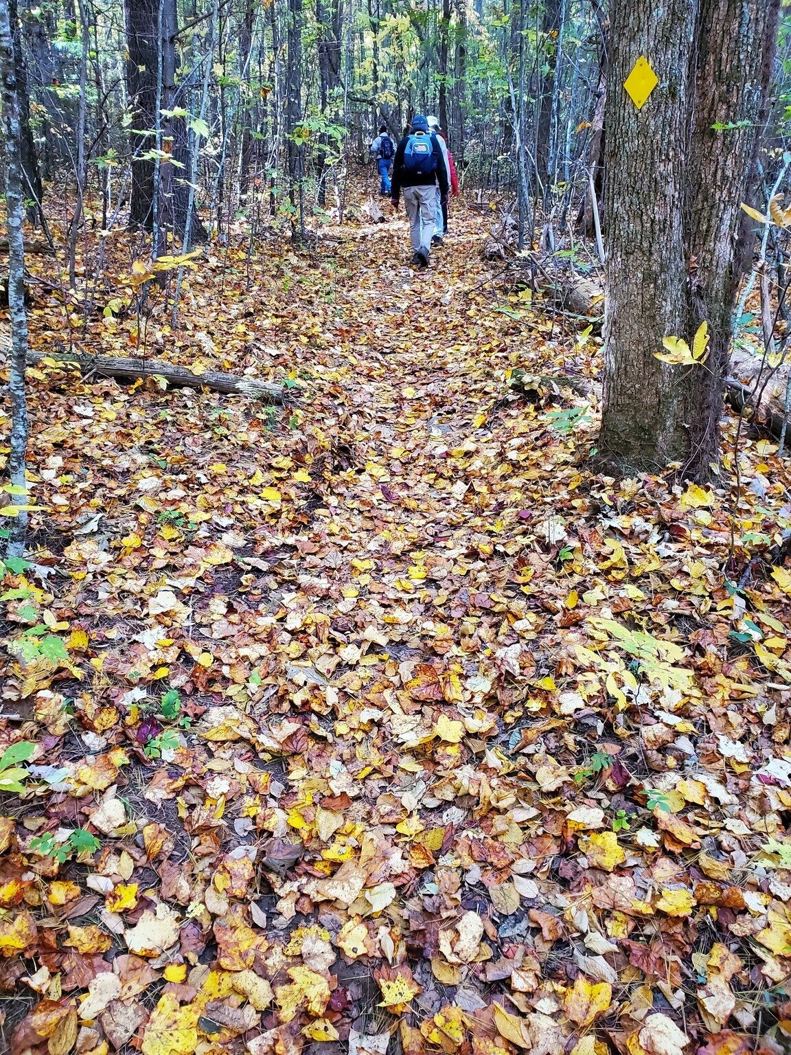 The Tennessee Rock Trail was dominated by yellow leaves, not many orange or reds.