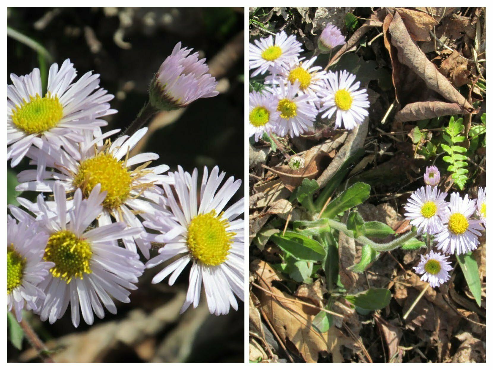 Then we saw Daisy Fleabane (Erigeron philadelphicus).  Did you can eat the leaves.