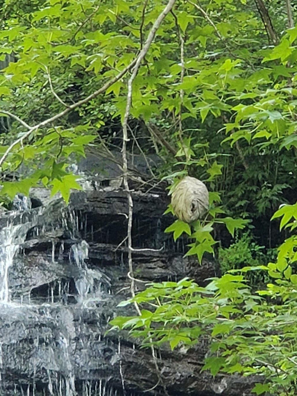 Vic spotted this hornet's nest high in the trees in front of the falls.