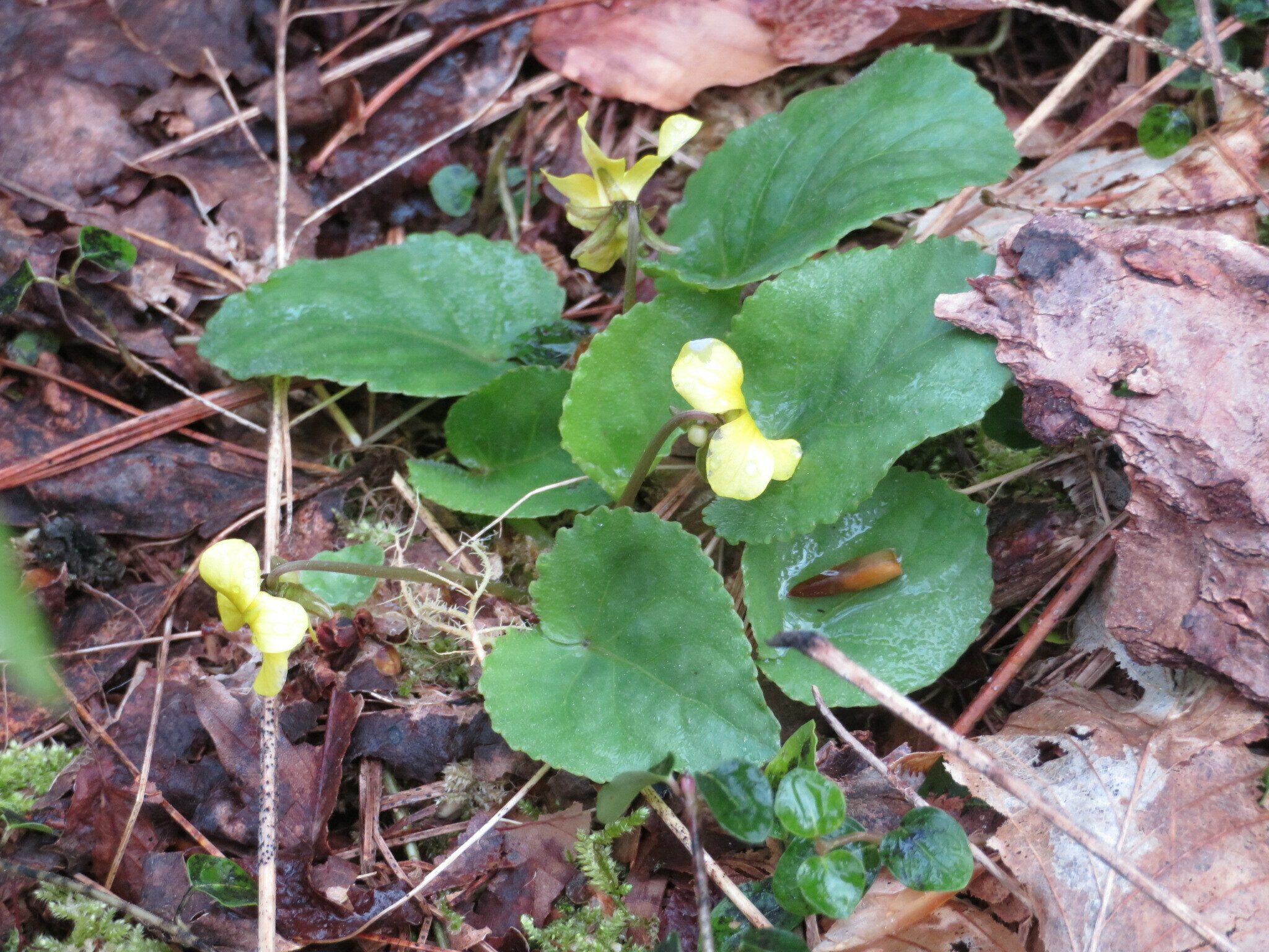 Yellow Violet, Round-Leaved (Viola rotundifolia)