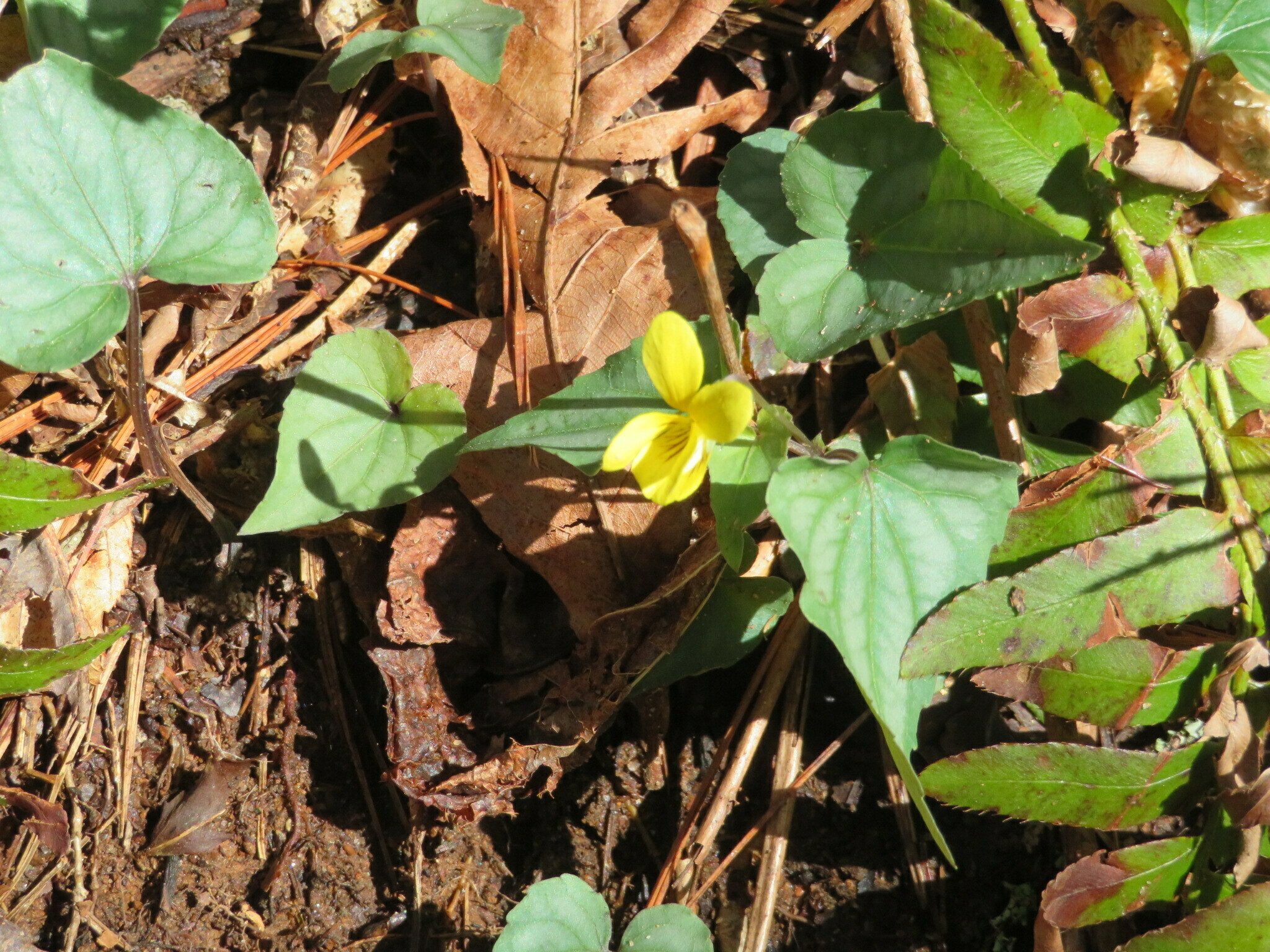 Halberd-leaved Violet (Viola hastata