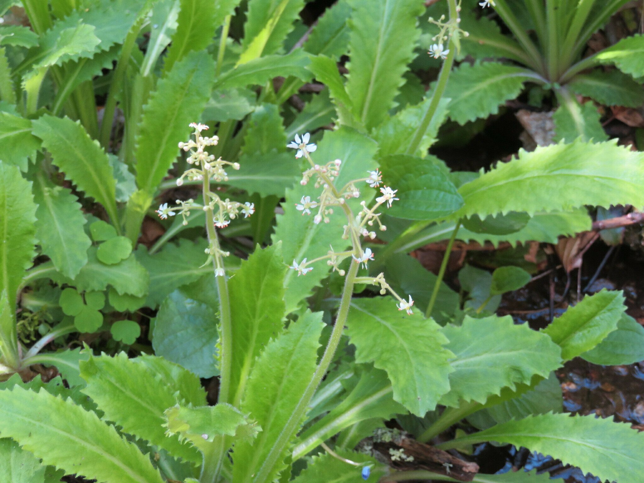 Brook Lettuce (Saxifraga micranthidifolia)