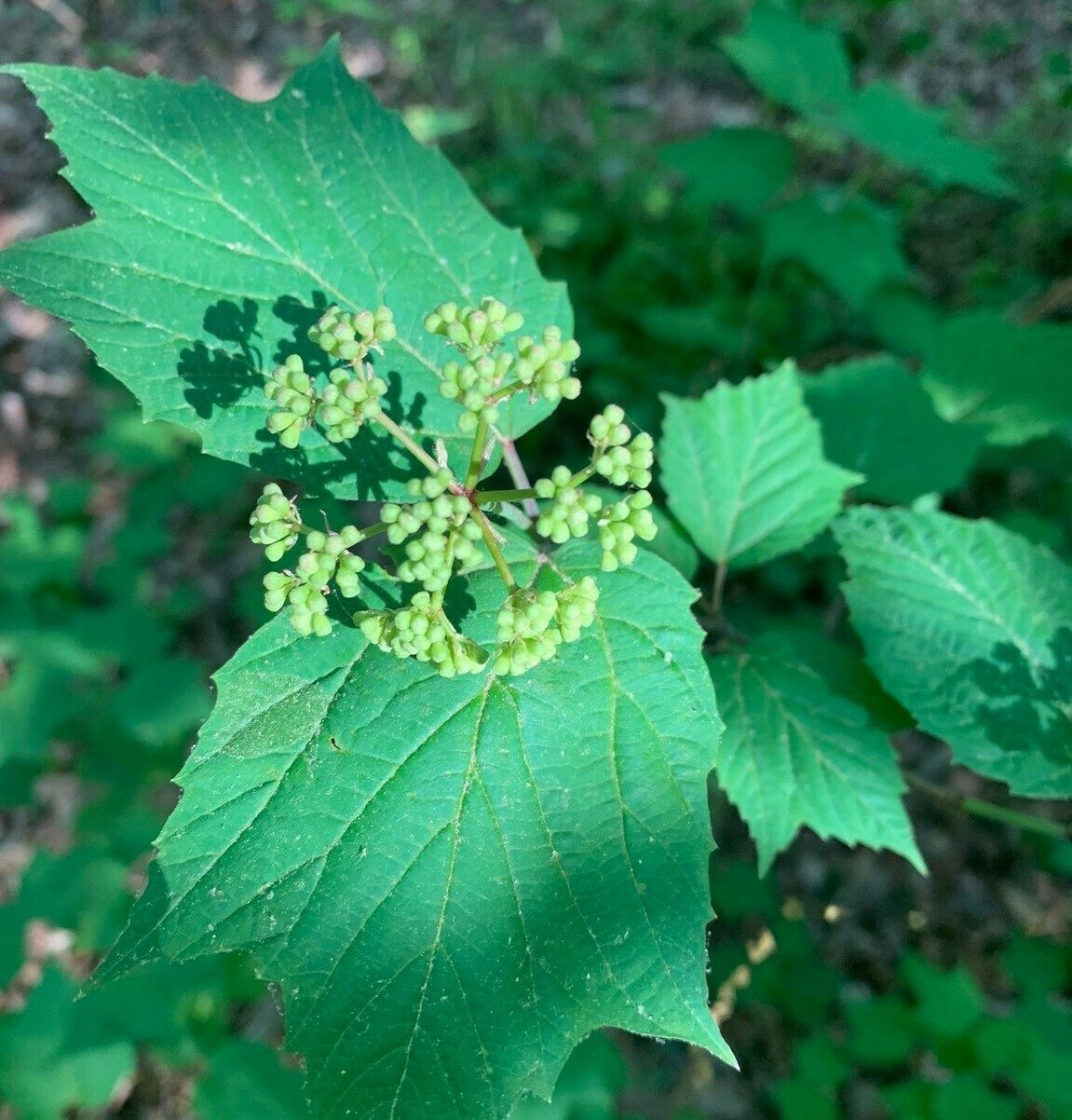 Maple leaf viburnum (Viburnum acer folium) taken by Beth McDonald