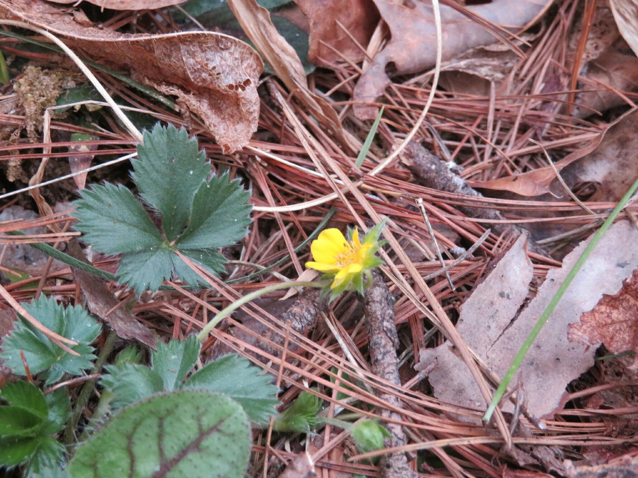 Cinquefoil, Common (Potentilla canadensis)