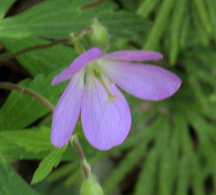 Dick Metzgar found this Spotted geranium (Geranium maculatum) . . . we think???
