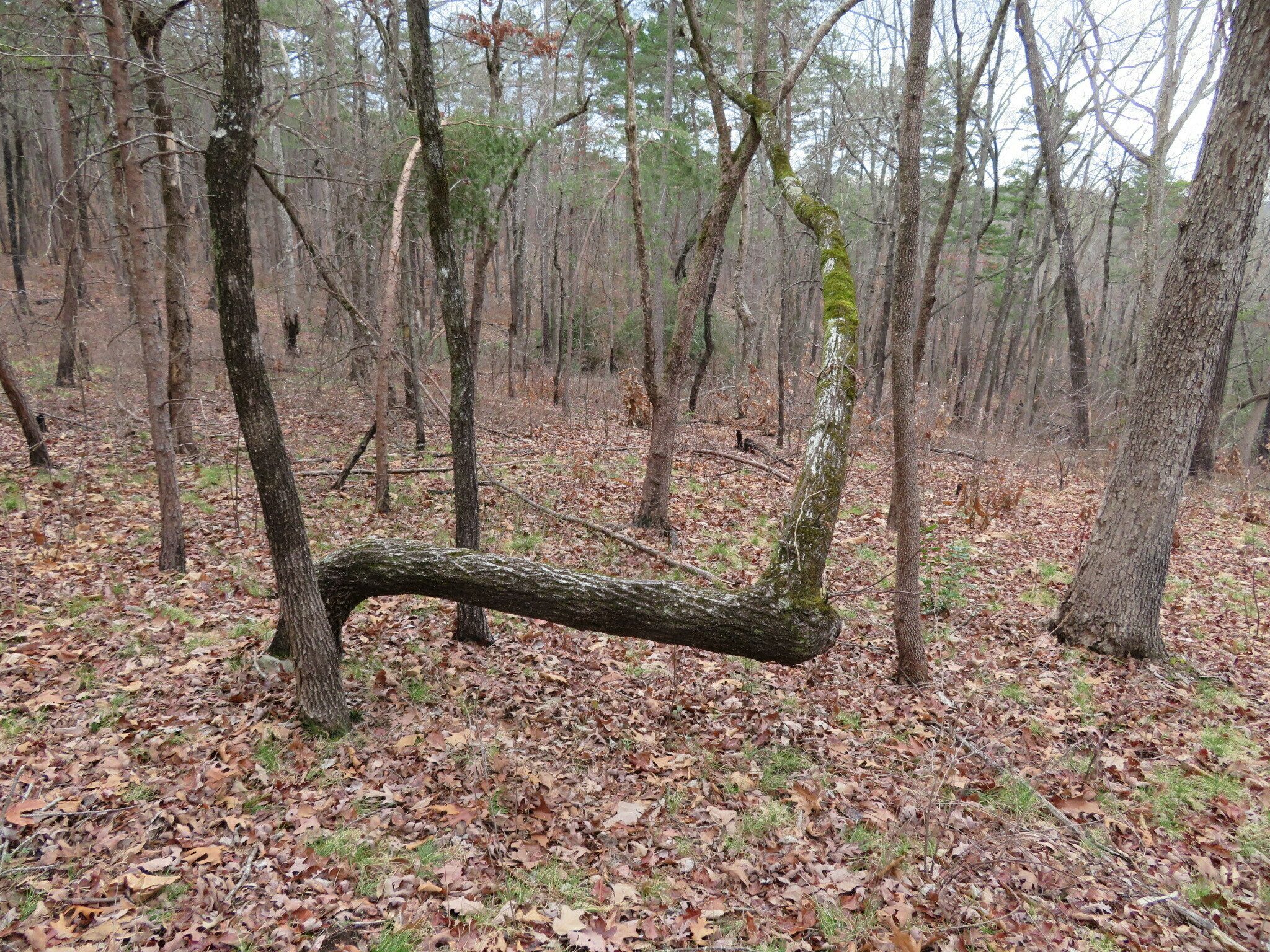 Not an Indian pointing tree, but certainly eyecatching.